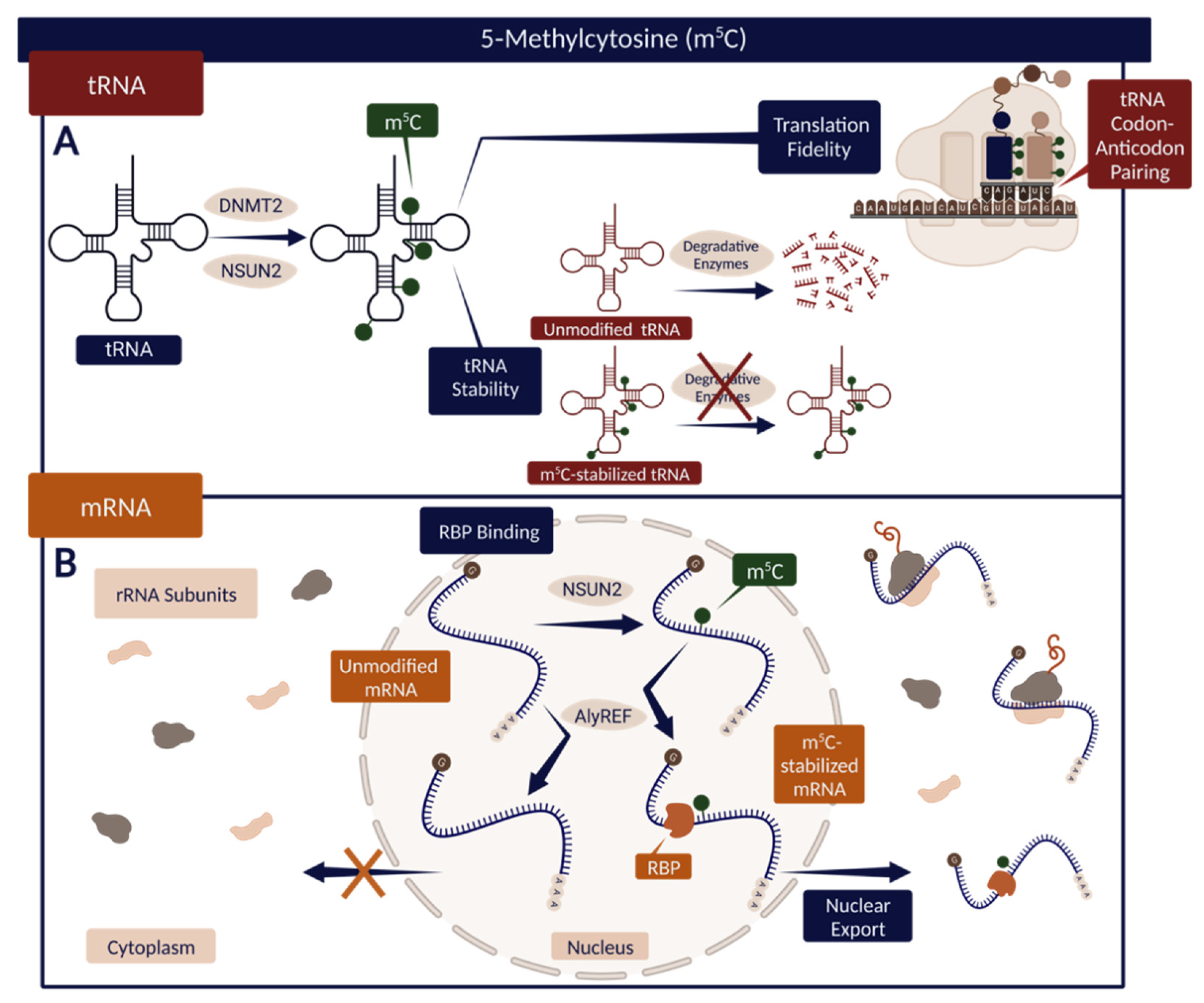 Biochem 02 00017 g003
