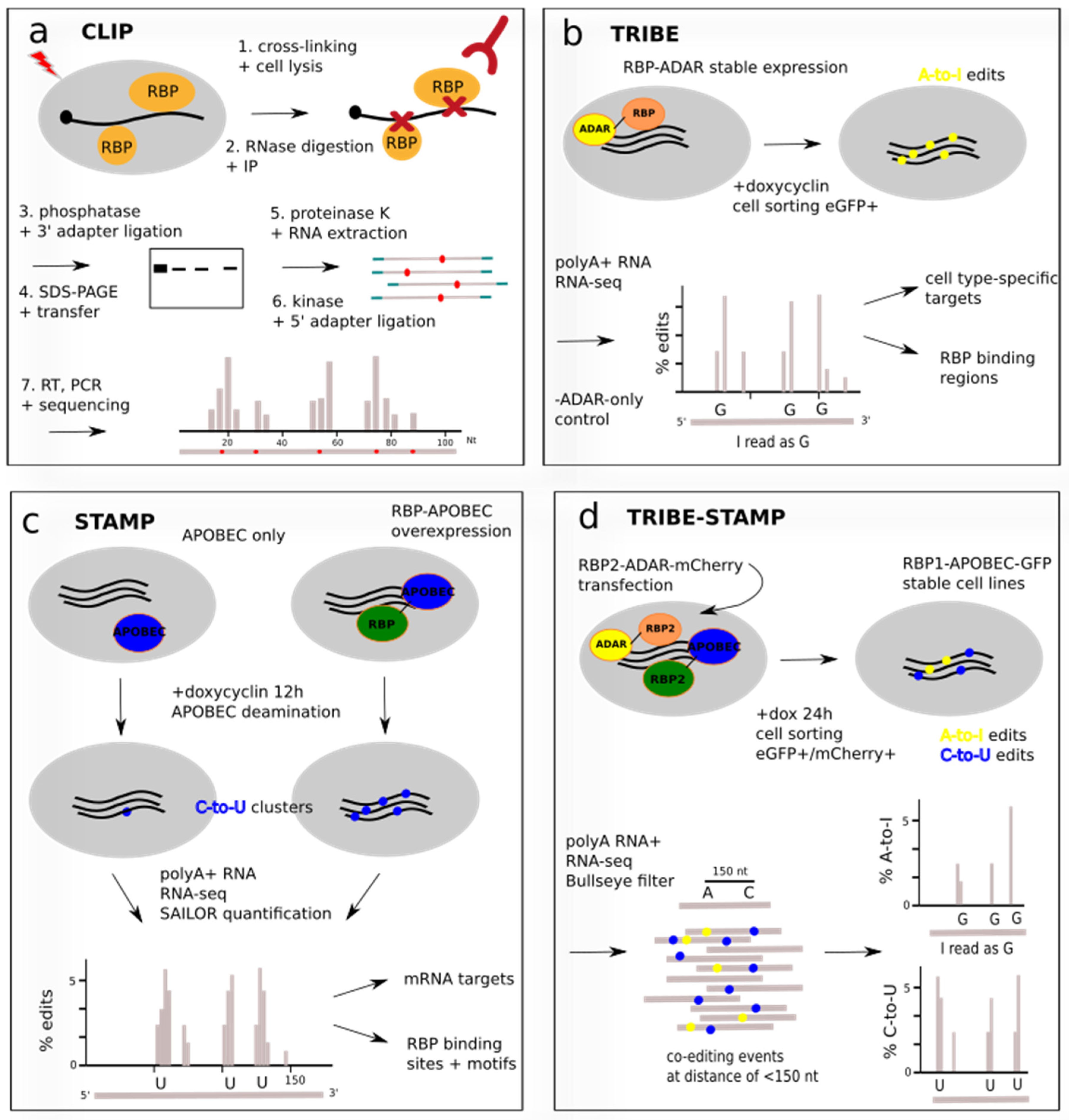 Biochem 03 00001 g002 Biochem 03 00001 g002