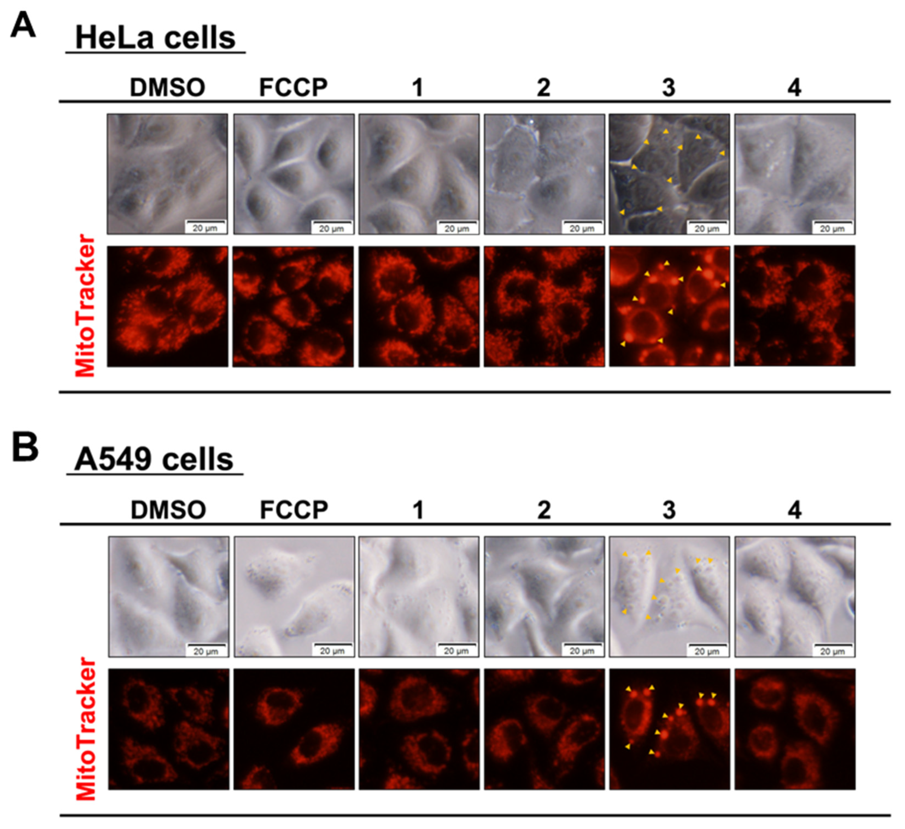 Biochem 03 00005 g006
