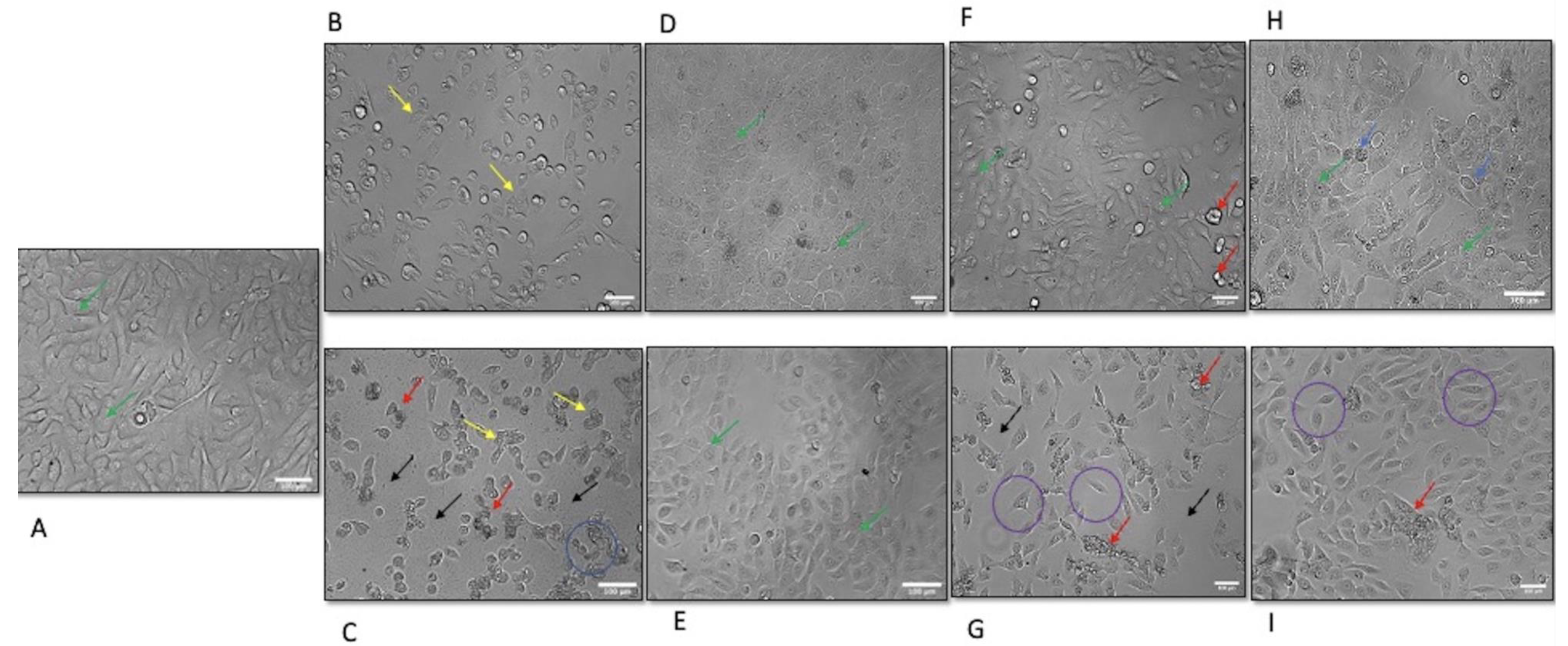 Biochem 03 00011 g003 Biochem 03 00011 g003
