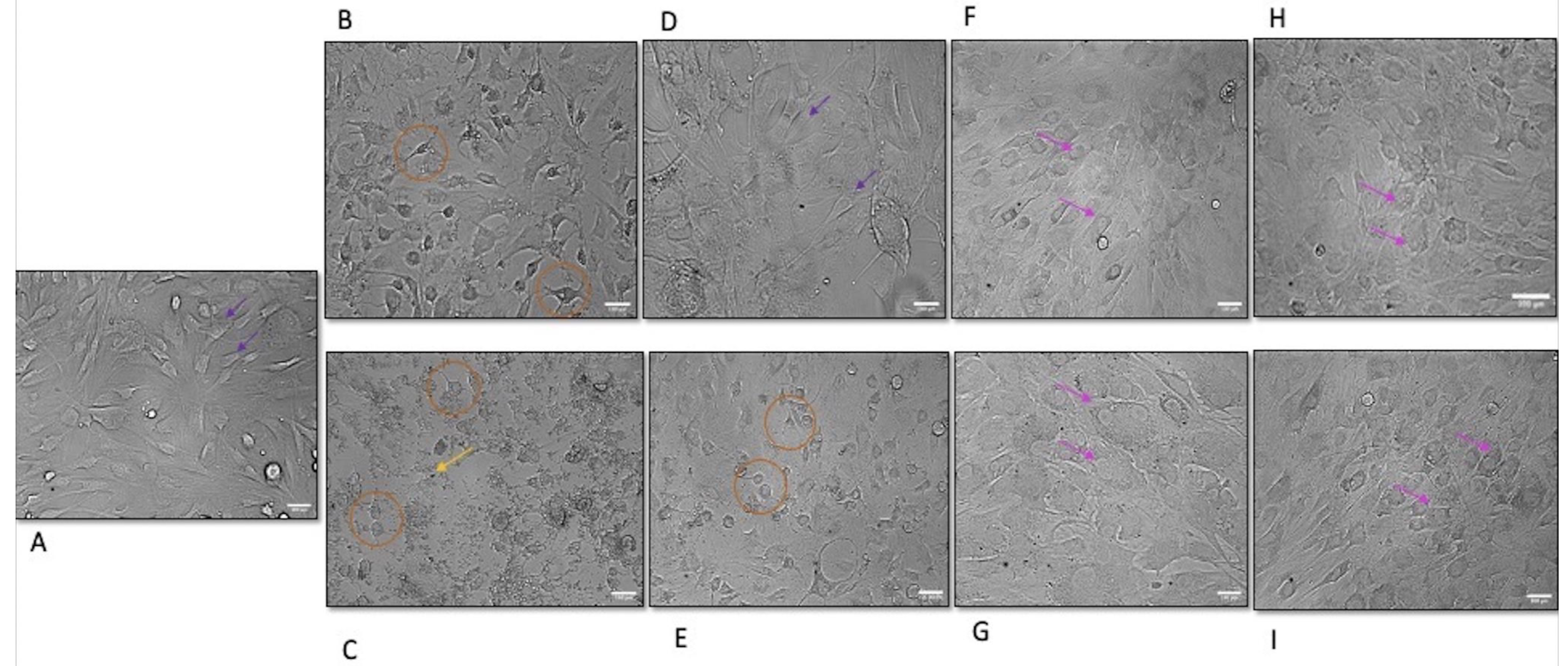 Biochem 03 00011 g004 Biochem 03 00011 g004