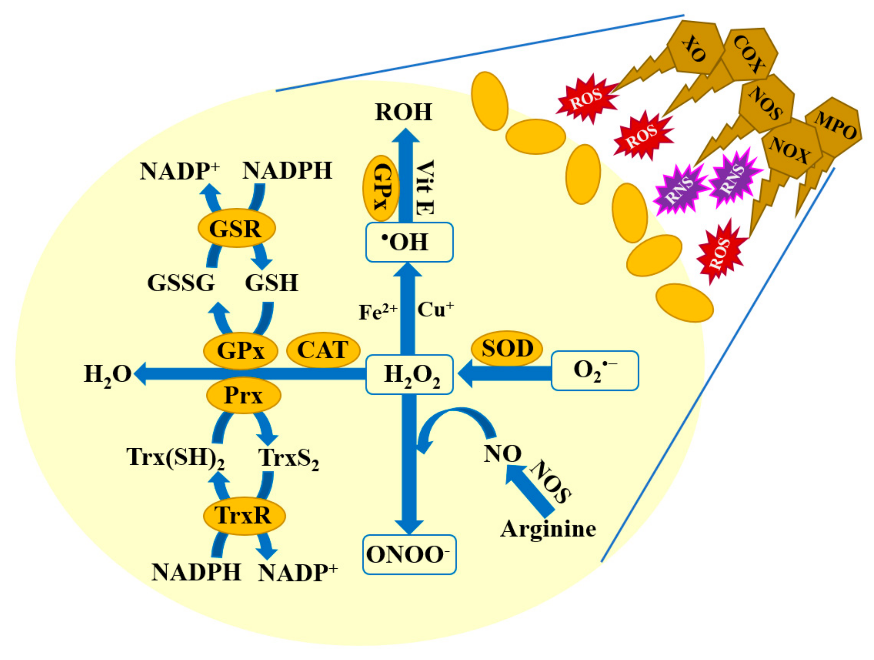 Biochem 04 00010 g001