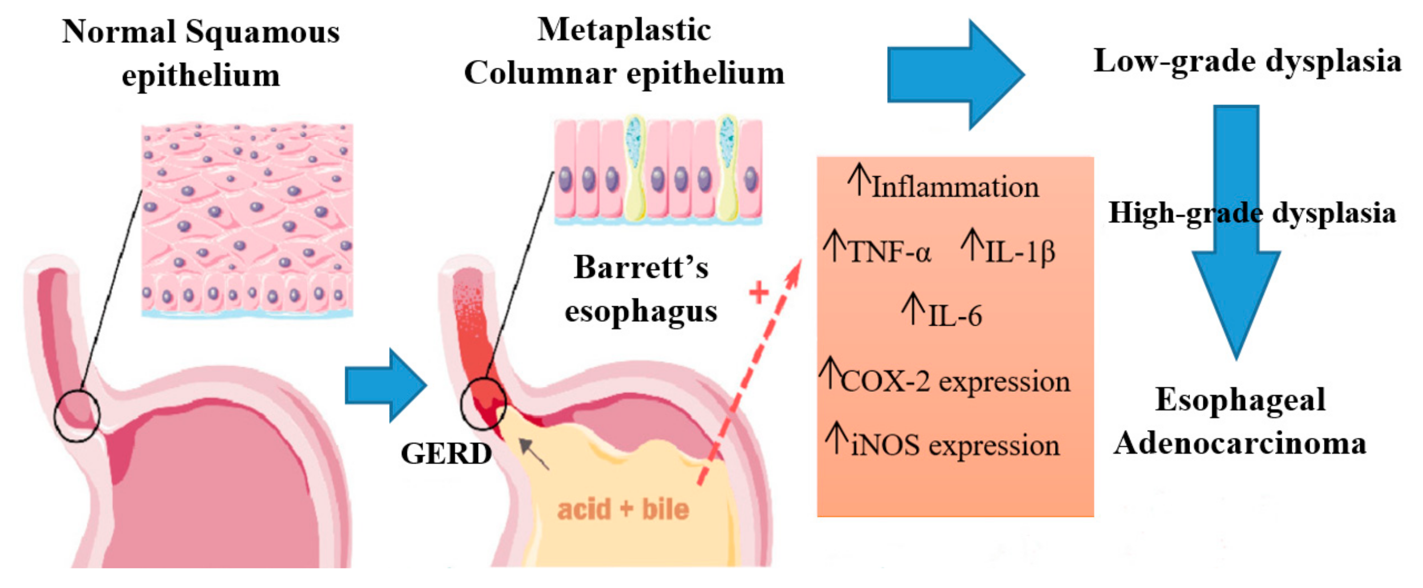 Biochem 04 00010 g003
