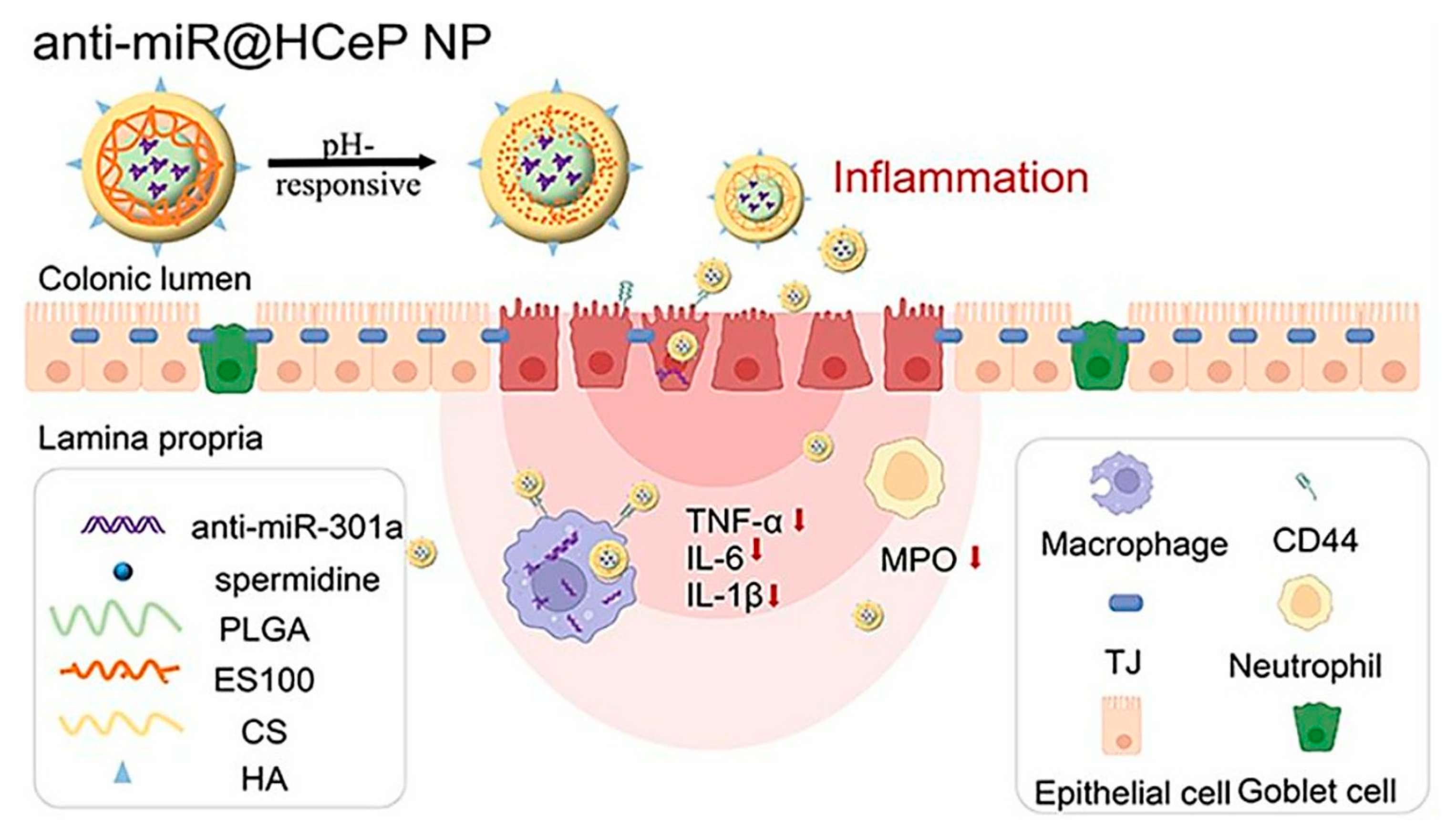 Biochem 04 00010 g004