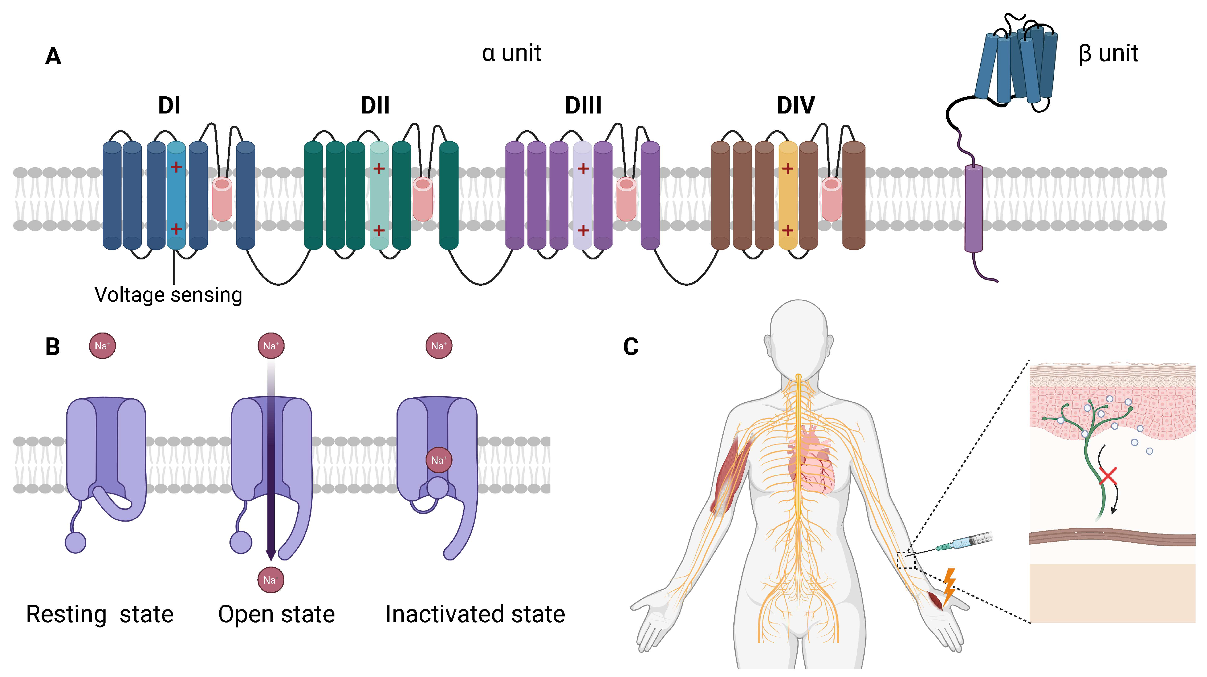 Biochem 05 00018 g005 Biochem 05 00018 g005