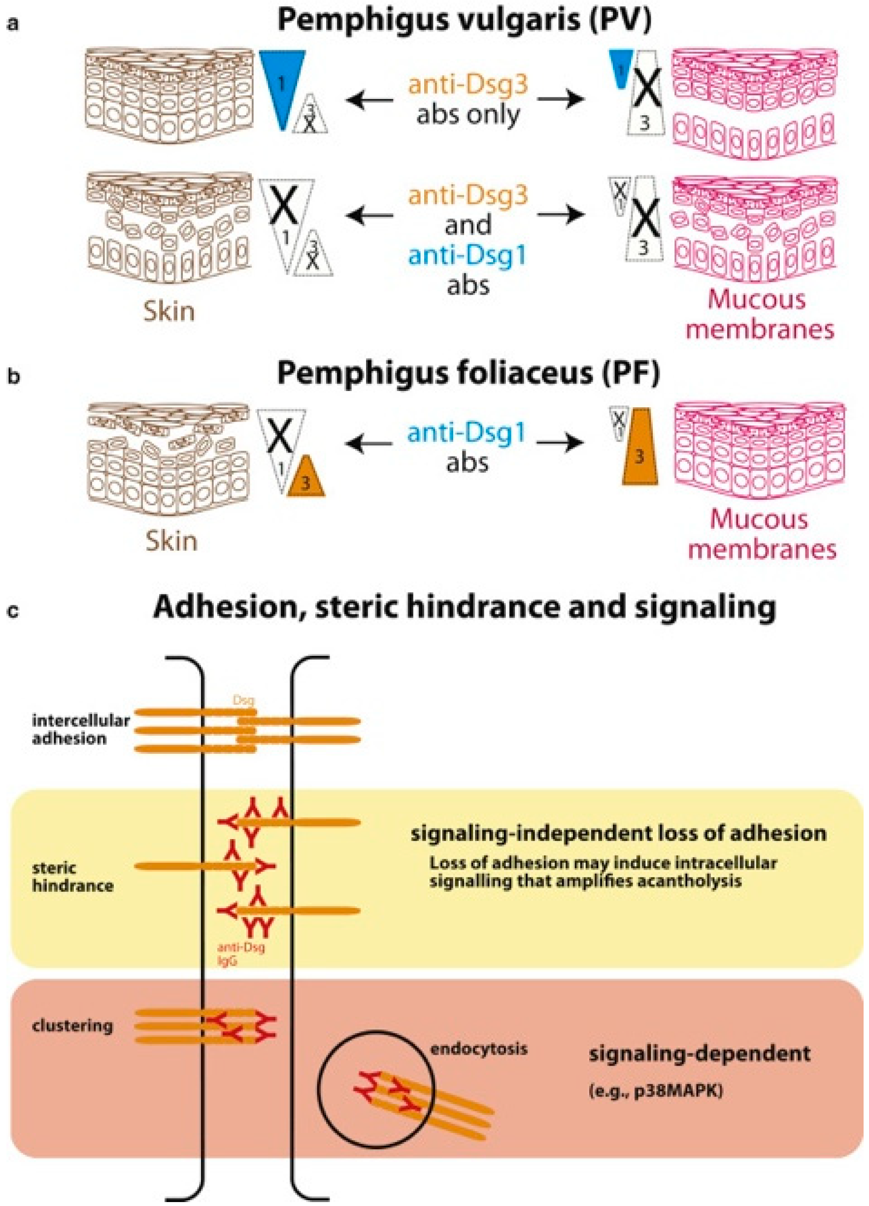 Biochem 05 00028 g001 Biochem 05 00028 g001