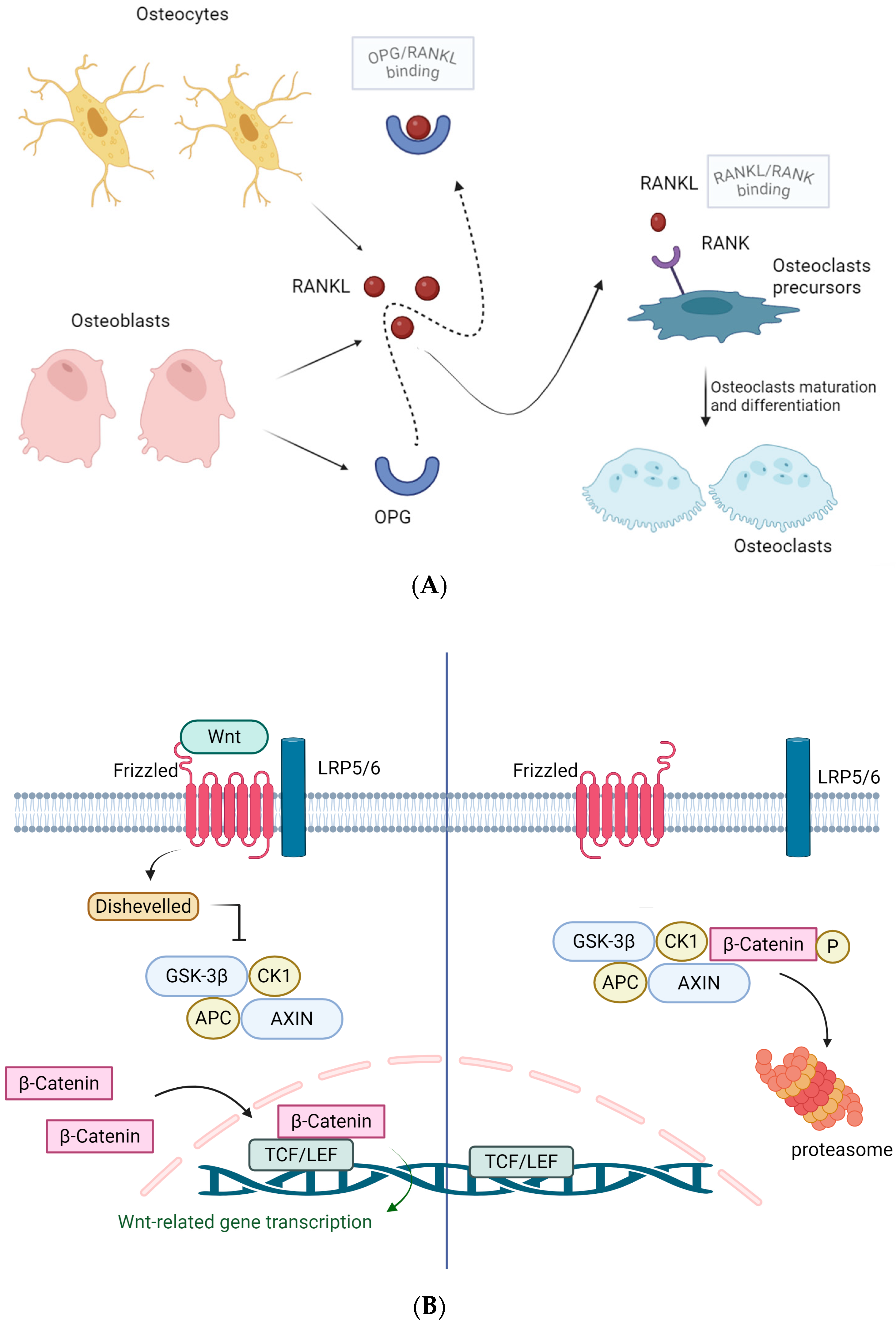 Biochem 05 00031 g001 Biochem 05 00031 g001