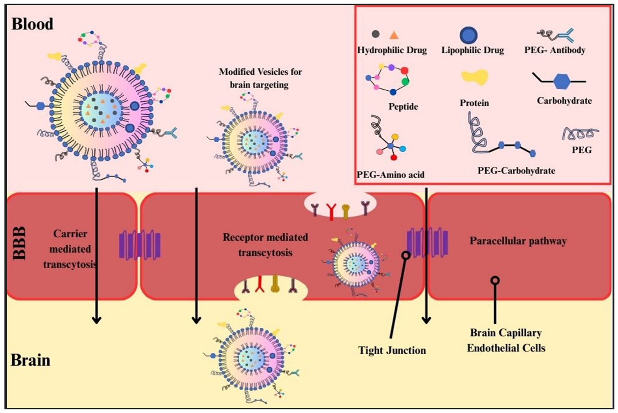 Biochem 05 00040 g002
