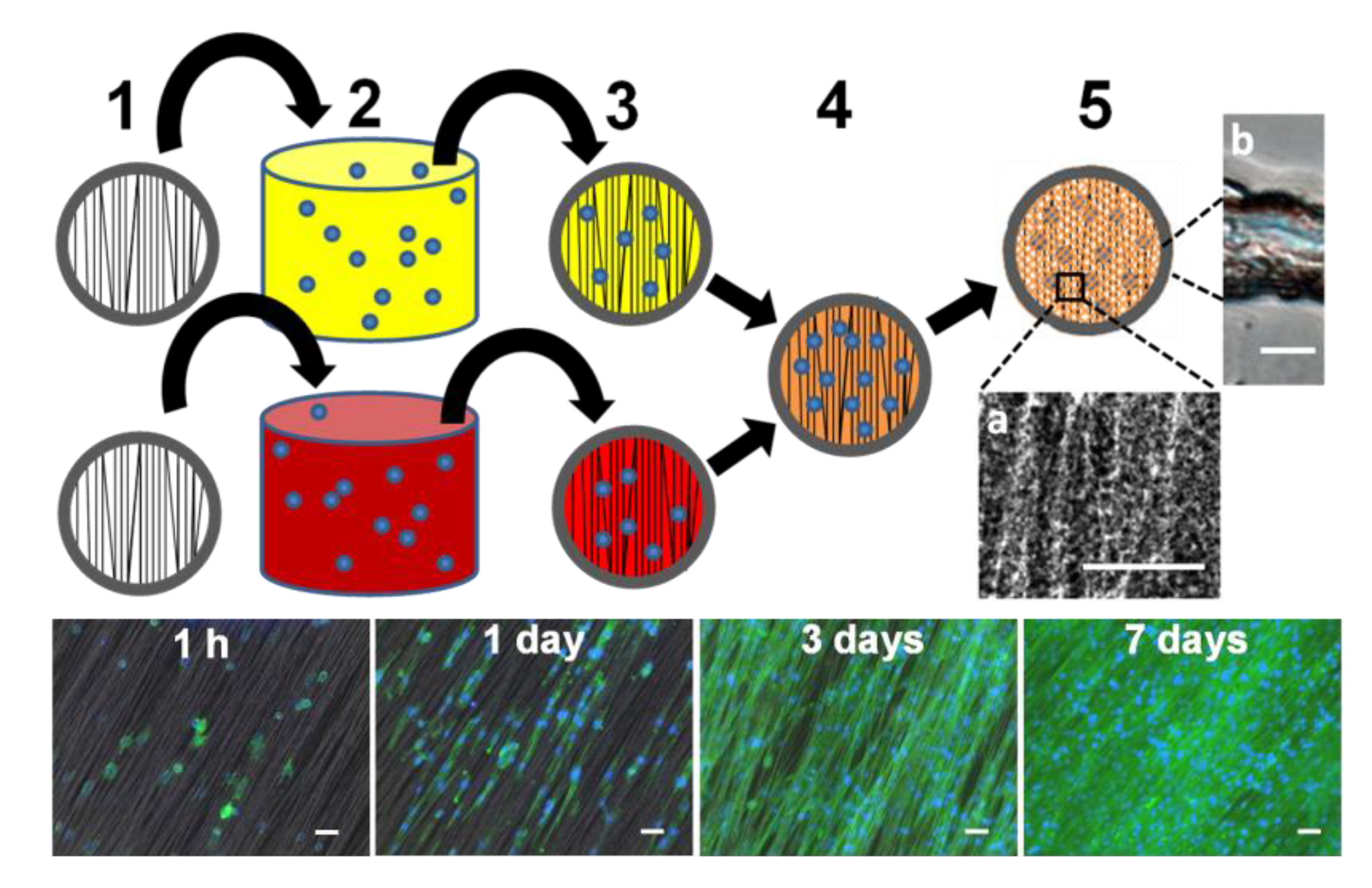 Bioengineering 01 00114 g002