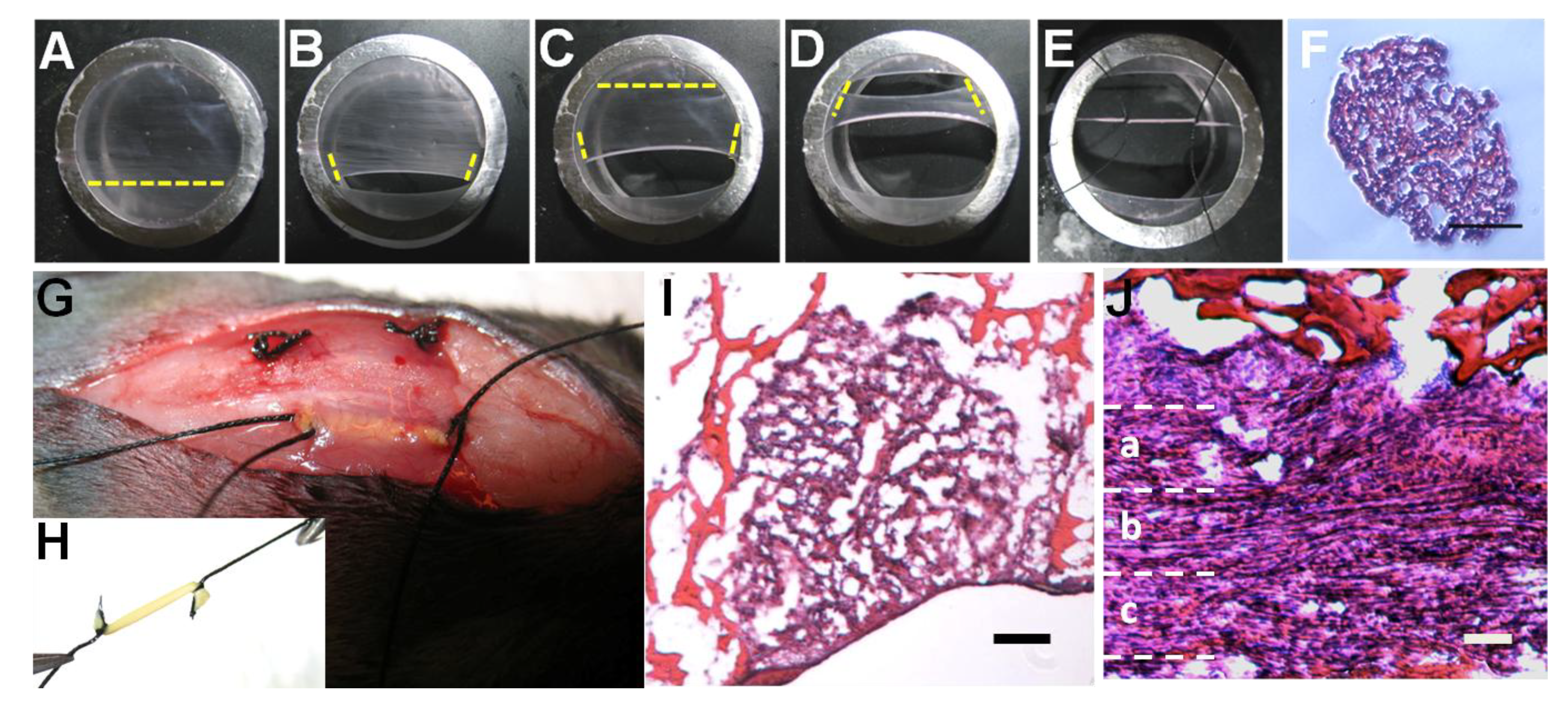 Bioengineering 01 00114 g006