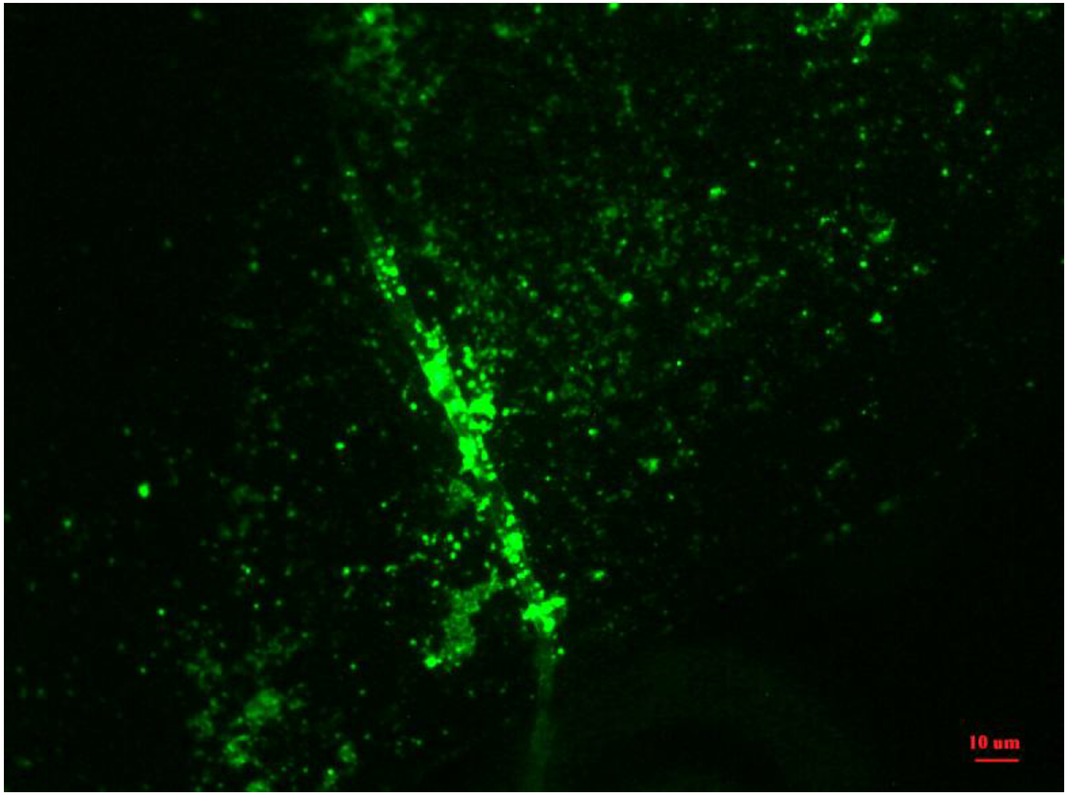 Bioengineering 01 00134 g010 1024