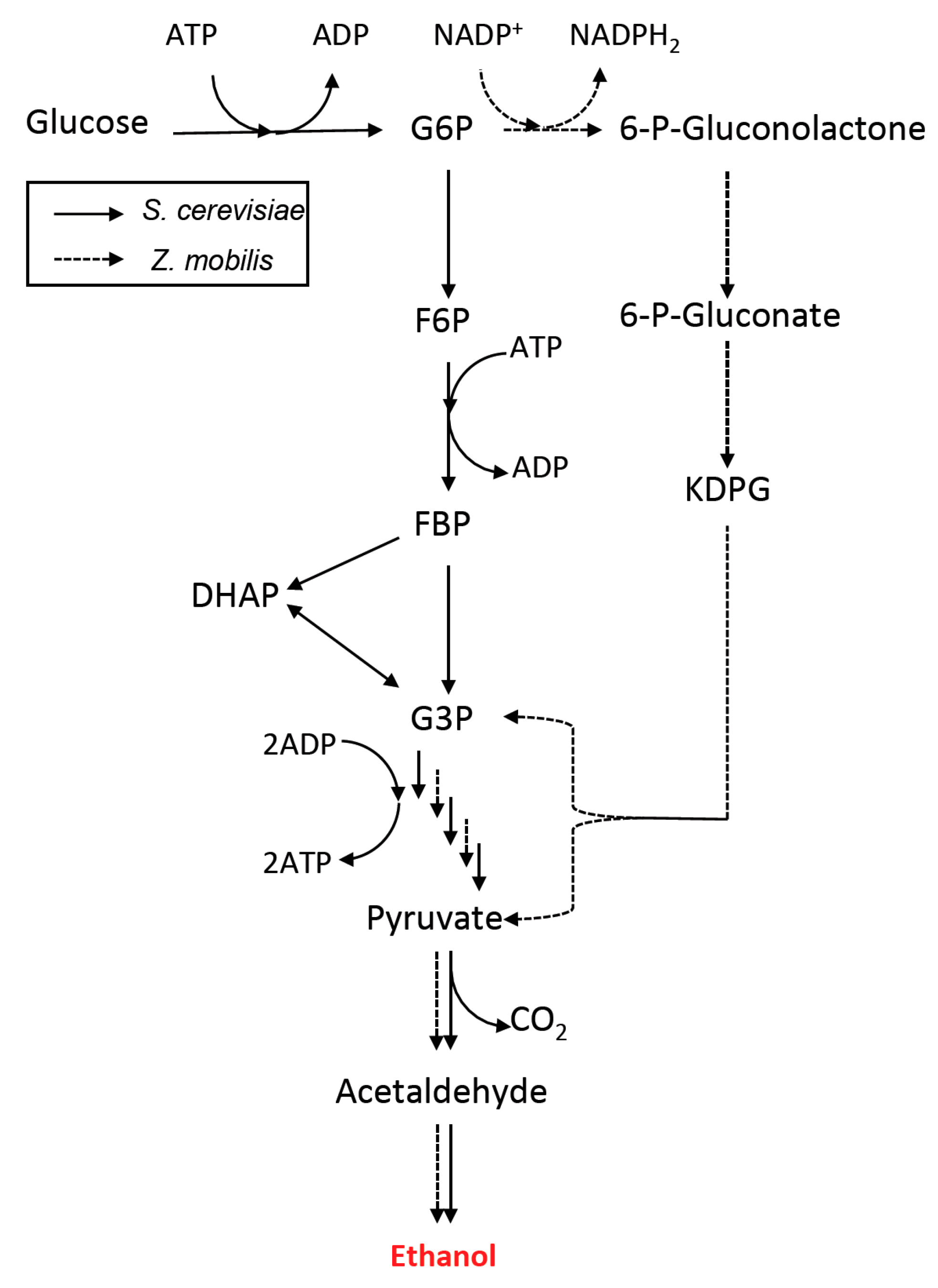 Bioengineering 02 00184 g002
