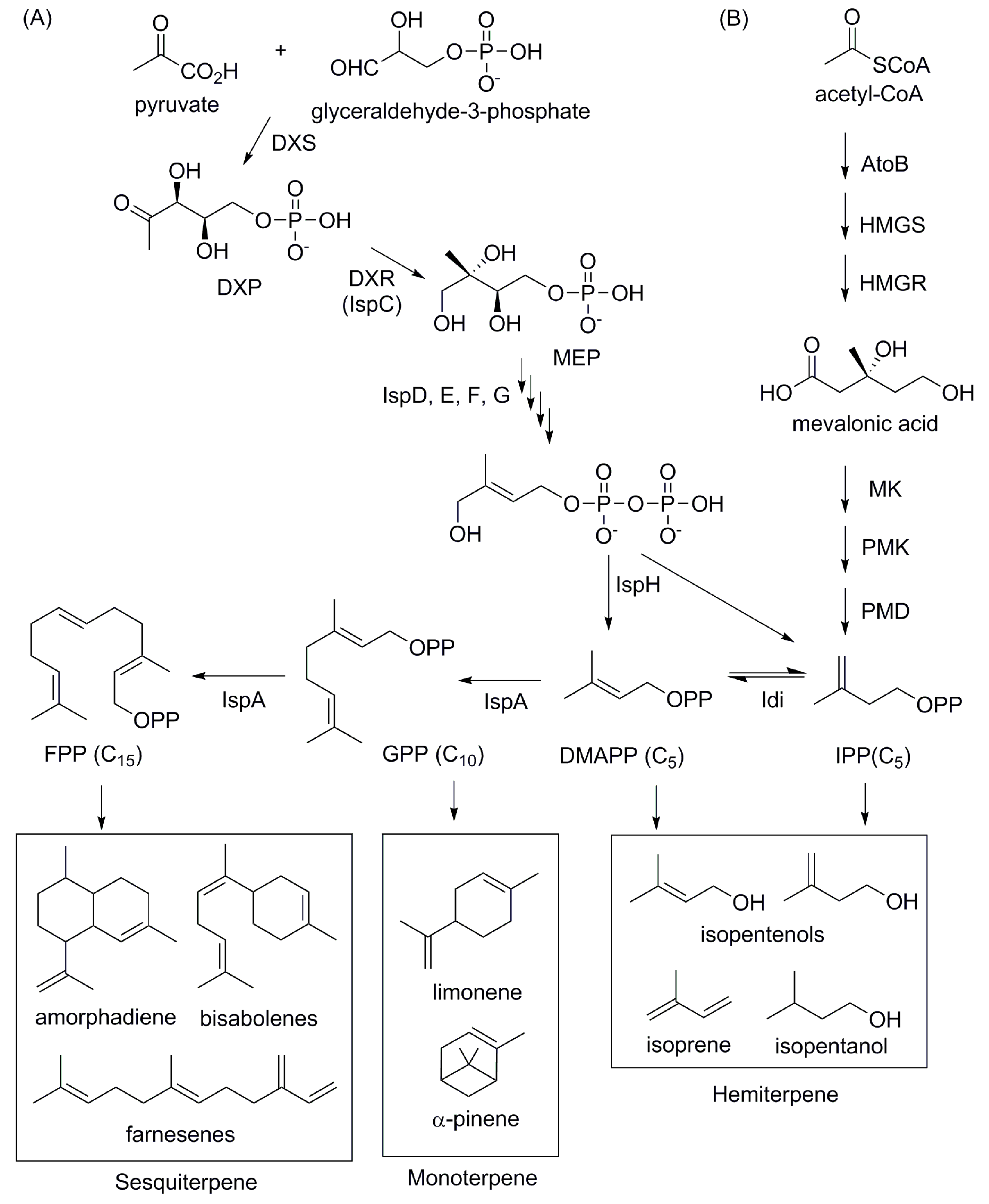 Bioengineering 02 00184 g006