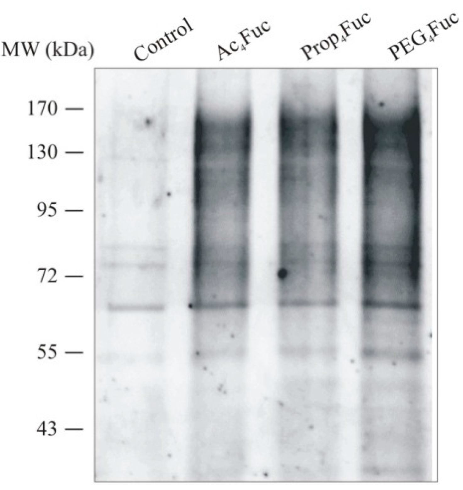Bioengineering 02 00213 g003 1024