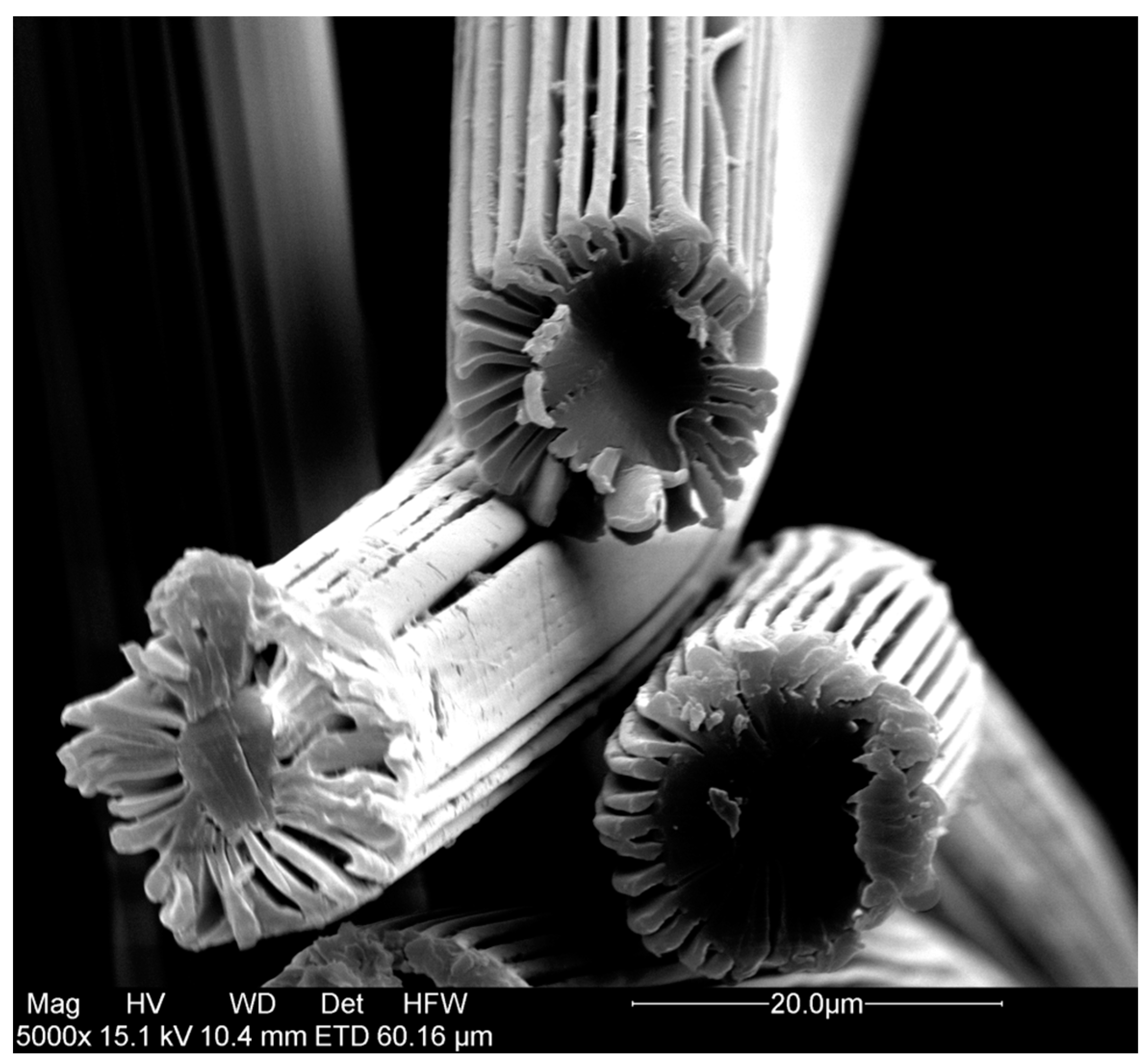 Bioengineering 03 00024 g001