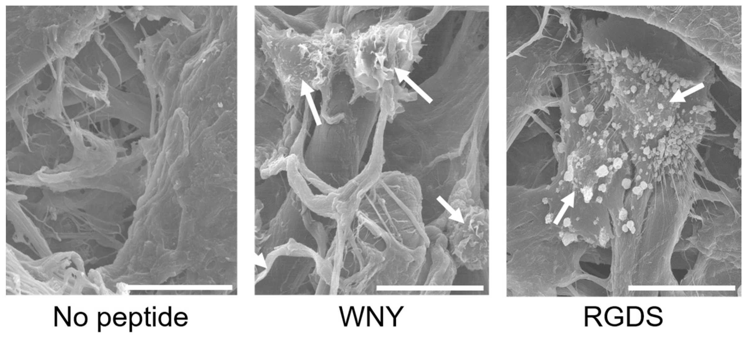 Bioengineering 03 00031 g005 550