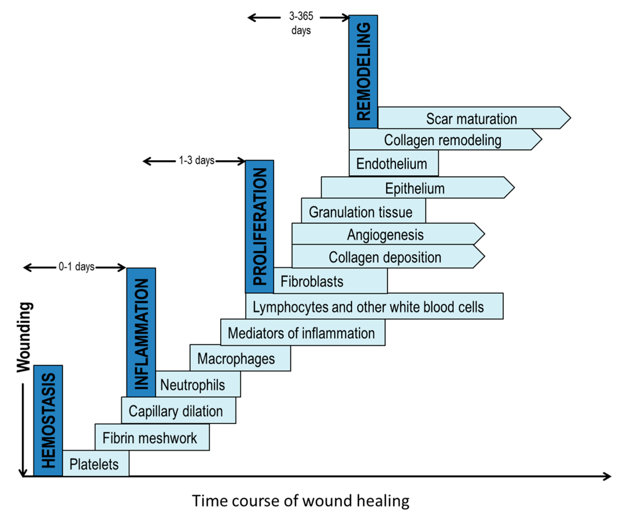 Bioengineering 04 00001 g001
