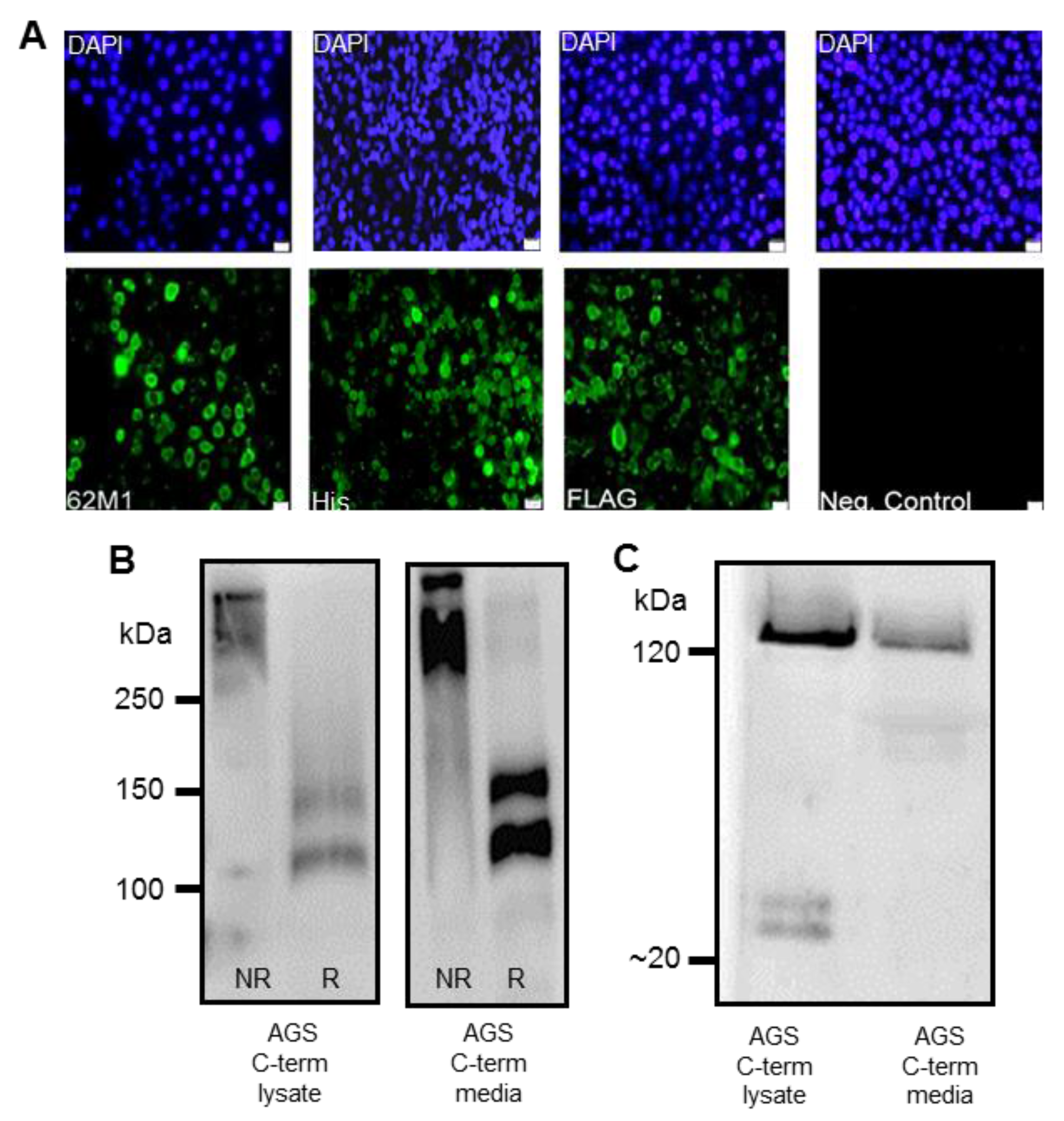 Bioengineering 04 00034 g002 550