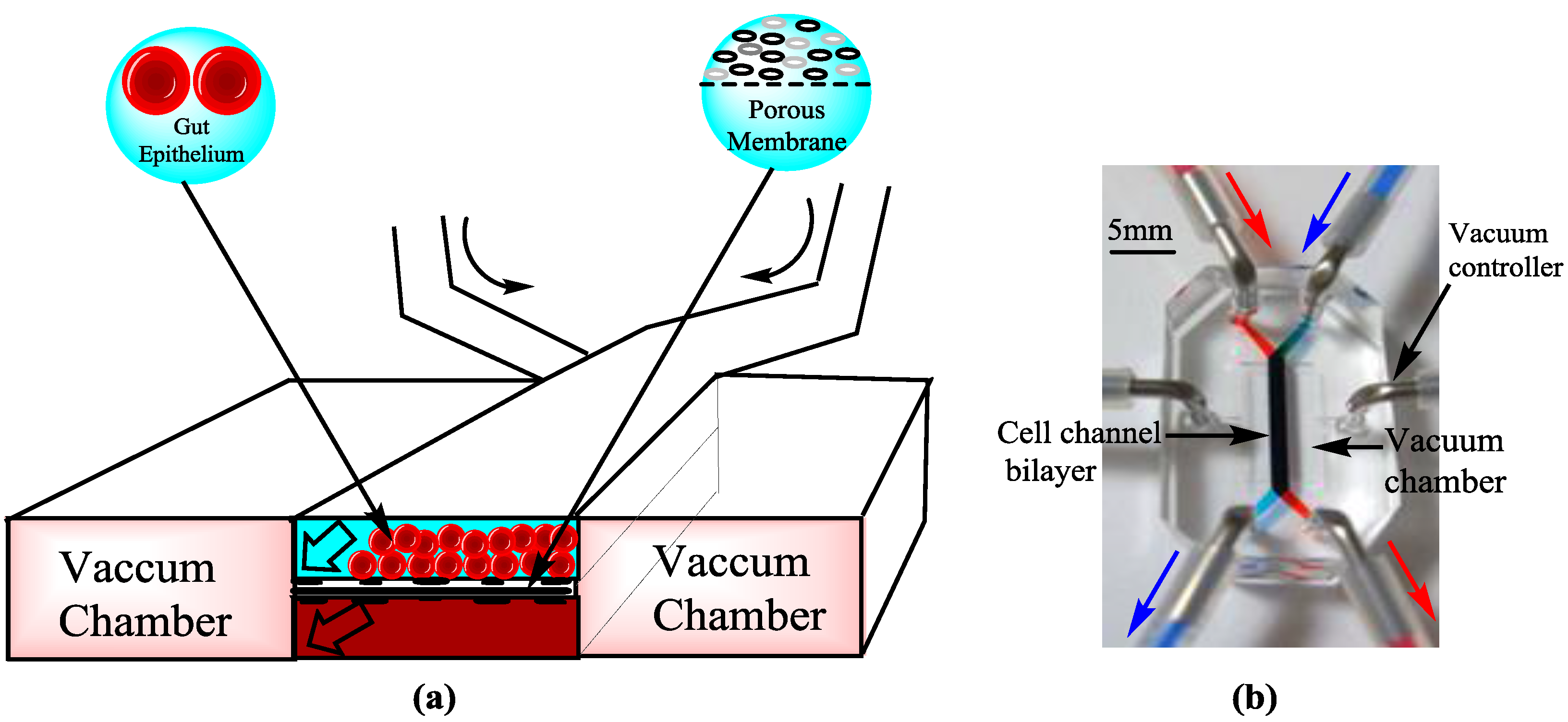 Bioengineering 04 00039 g004