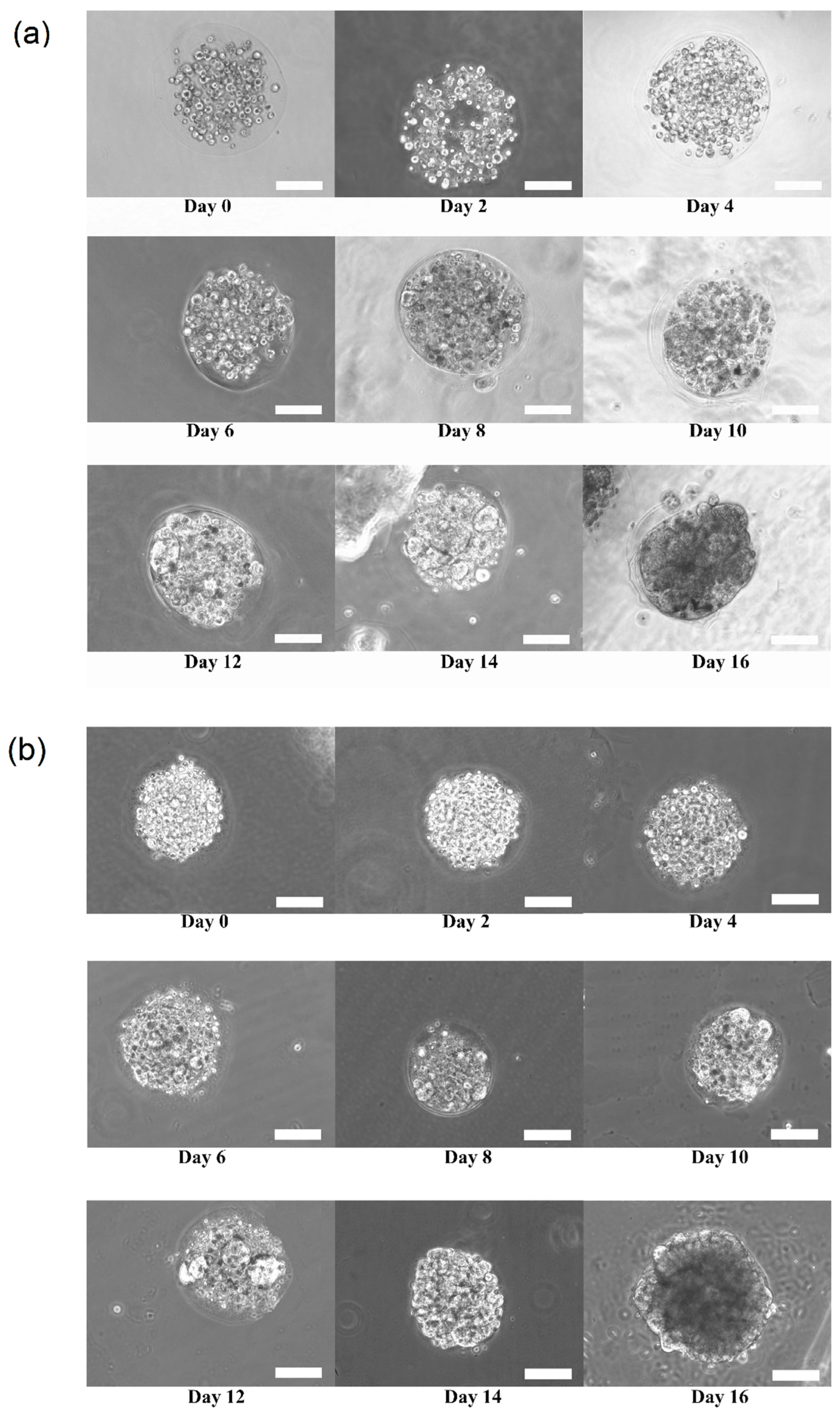 Bioengineering 04 00043 g003 550