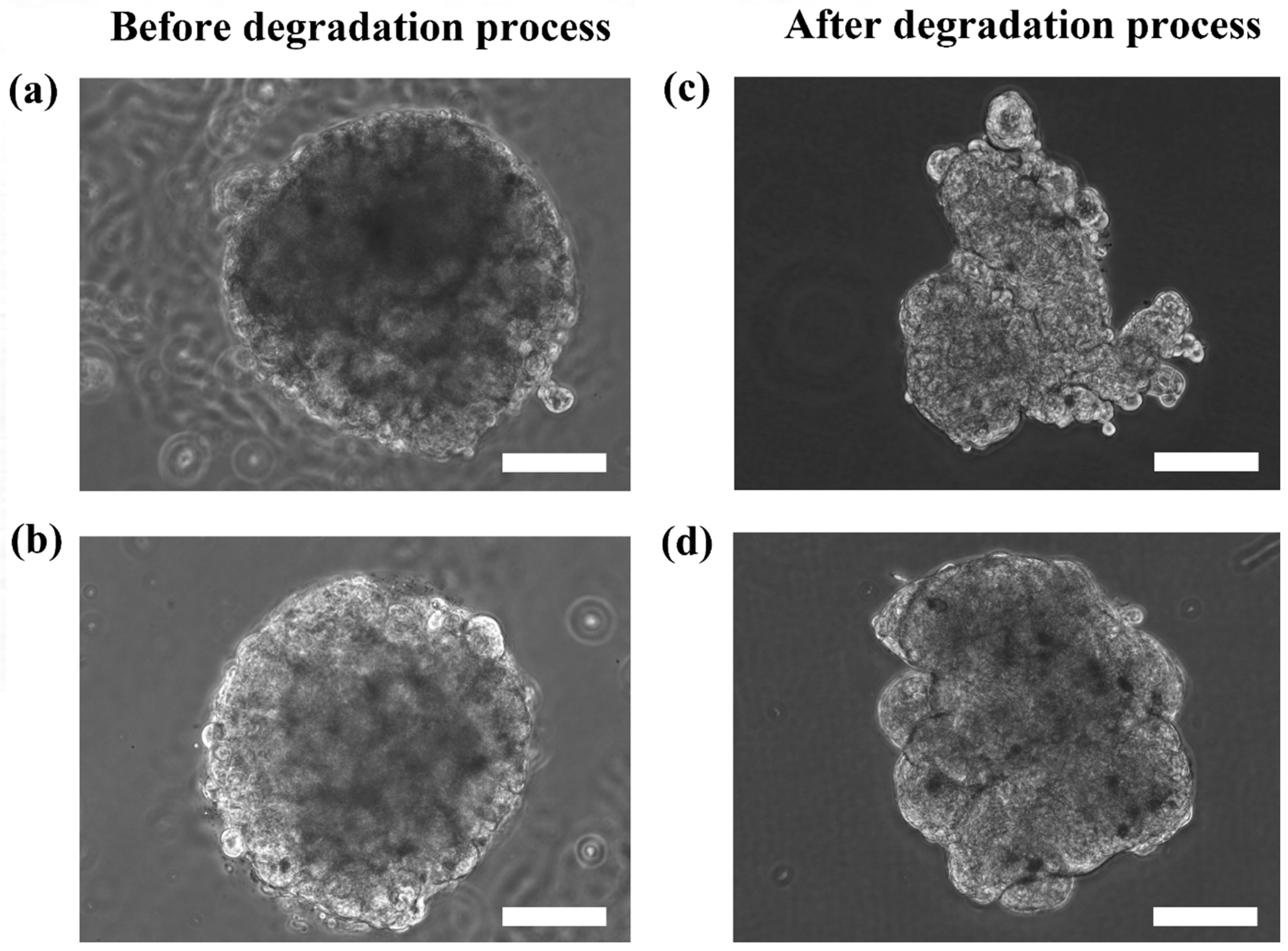 Bioengineering 04 00043 g005 550