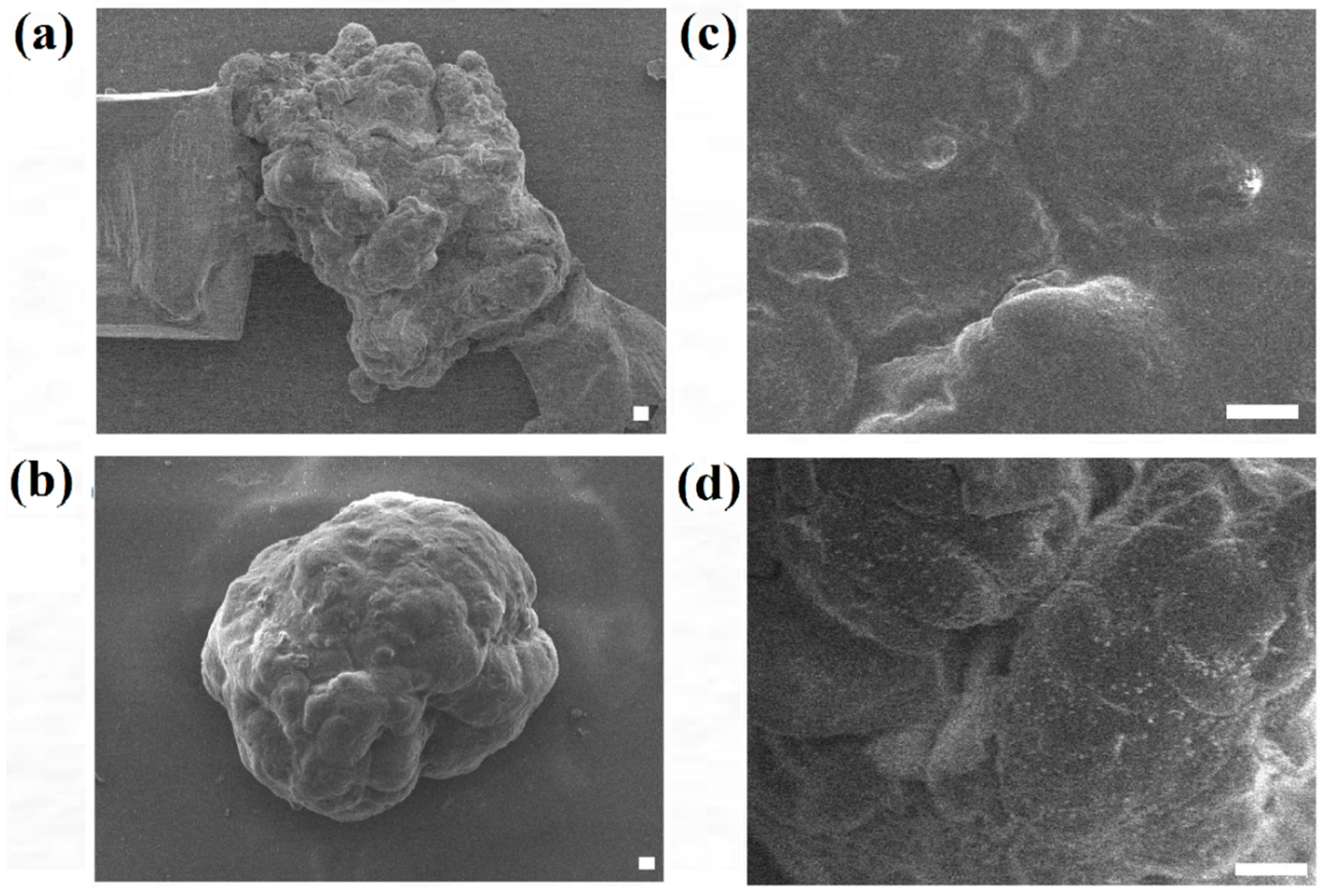 Bioengineering 04 00043 g006 550