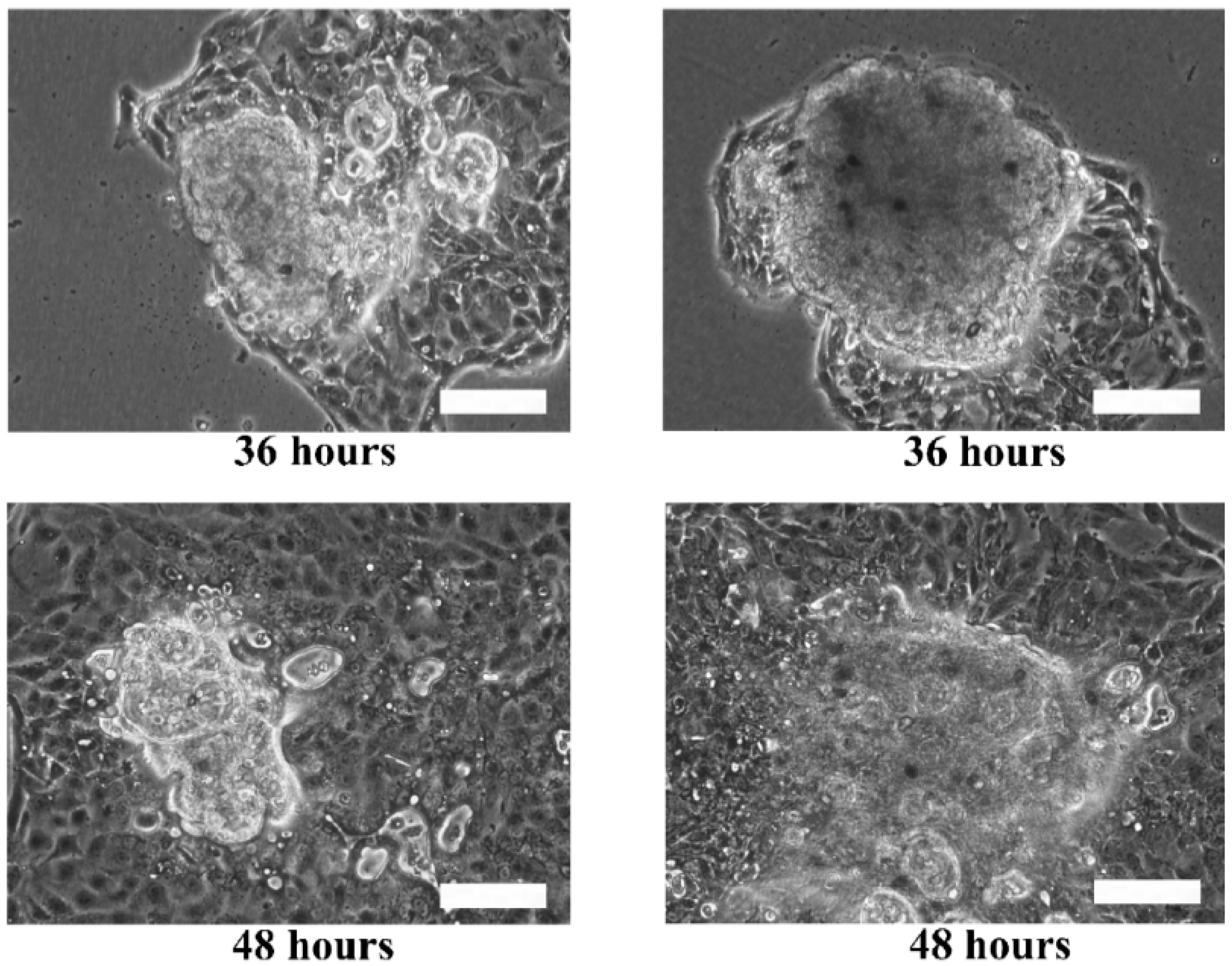 Bioengineering 04 00043 g007b 550
