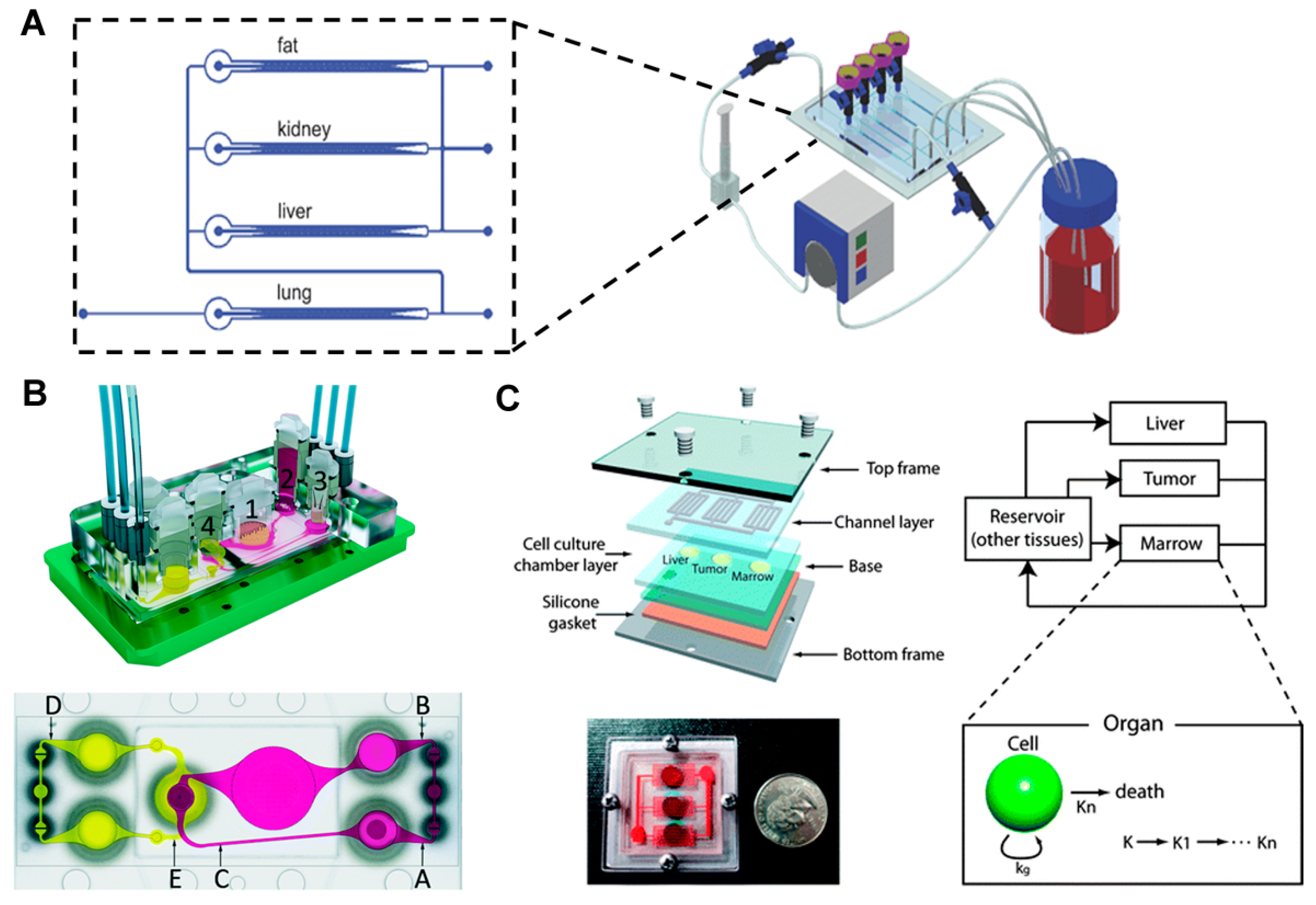 Bioengineering 04 00046 g004 550