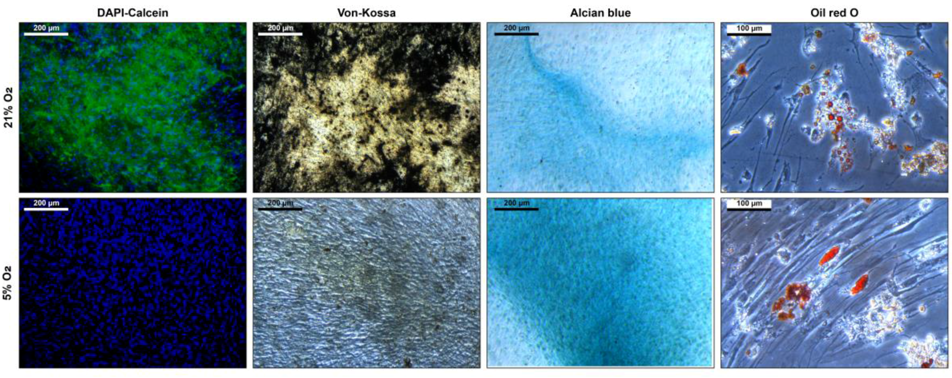 Bioengineering 04 00047 g005