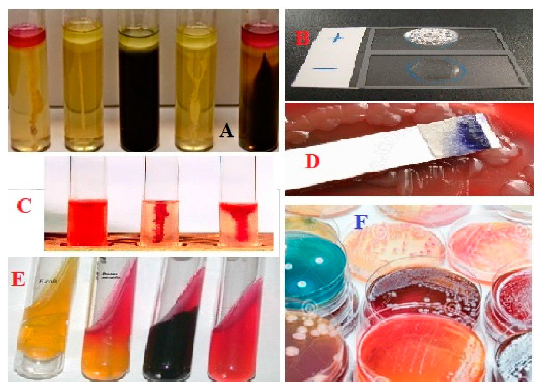 Bioengineering 05 00020 g007 Bioengineering 05 00020 g007