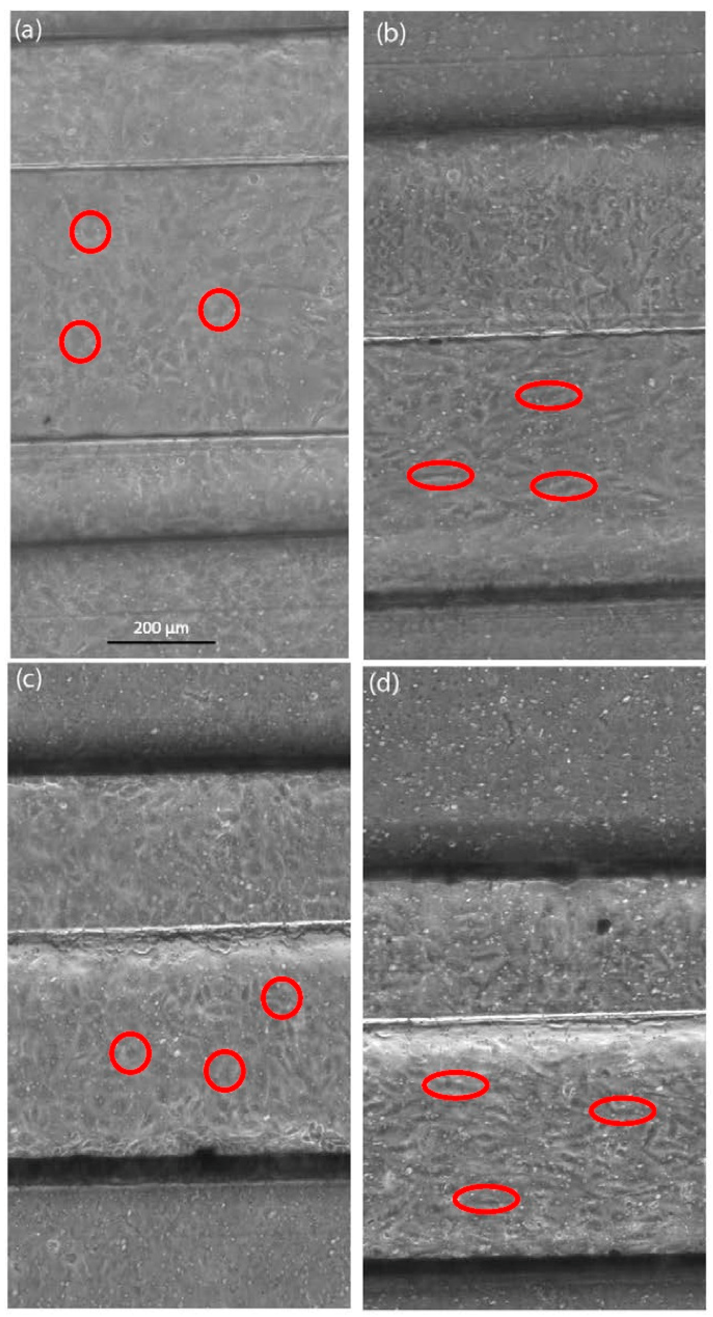 Bioengineering 05 00040 g004