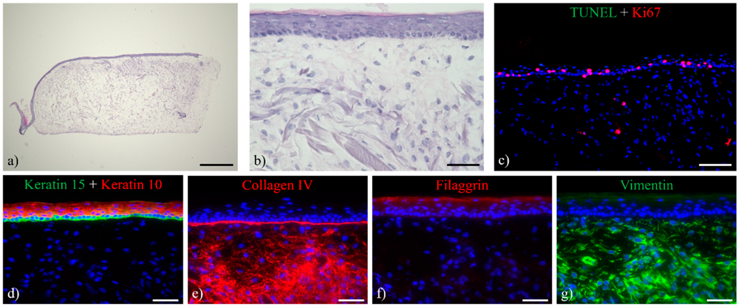 Bioengineering 05 00043 g010