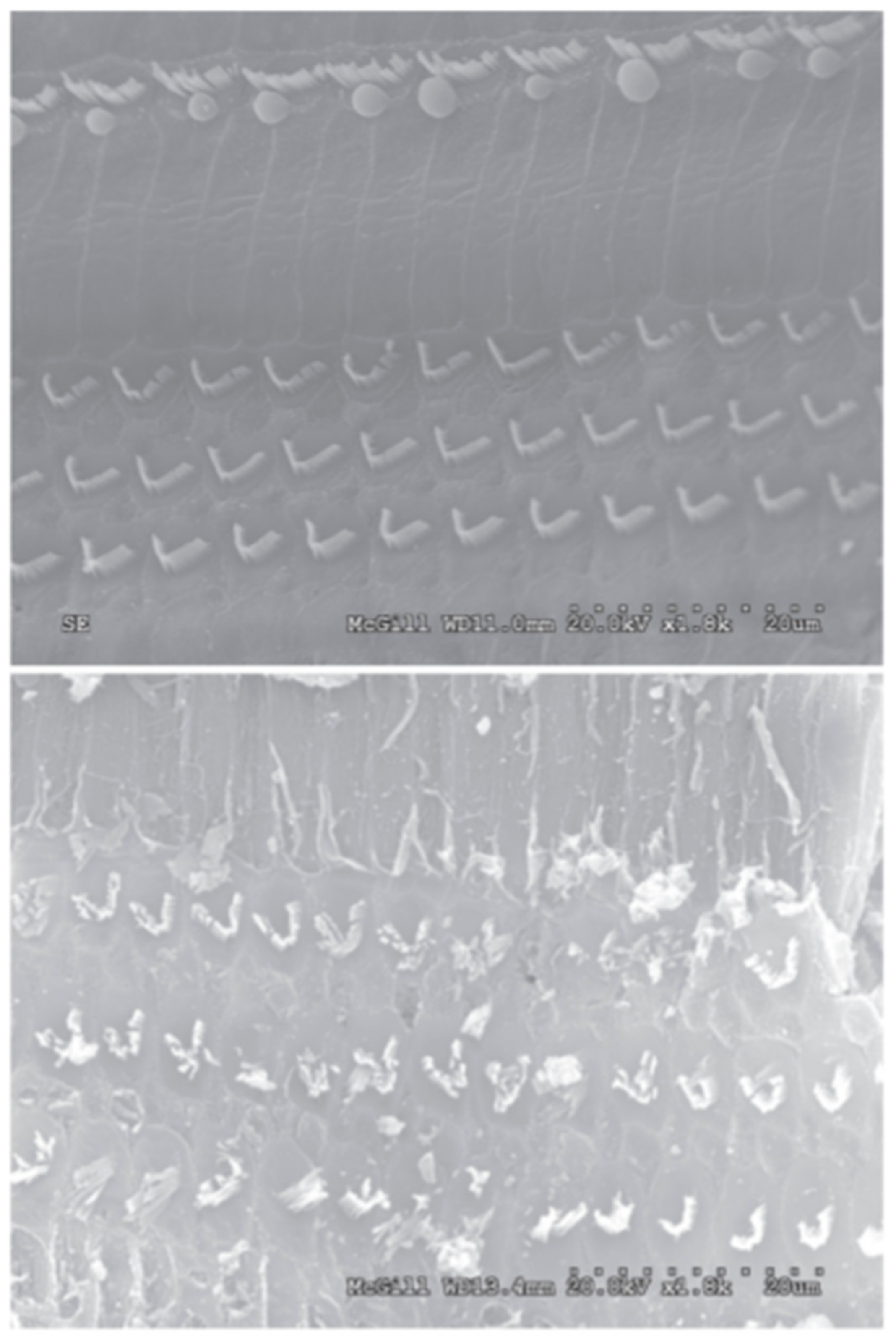 Bioengineering 05 00046 g002