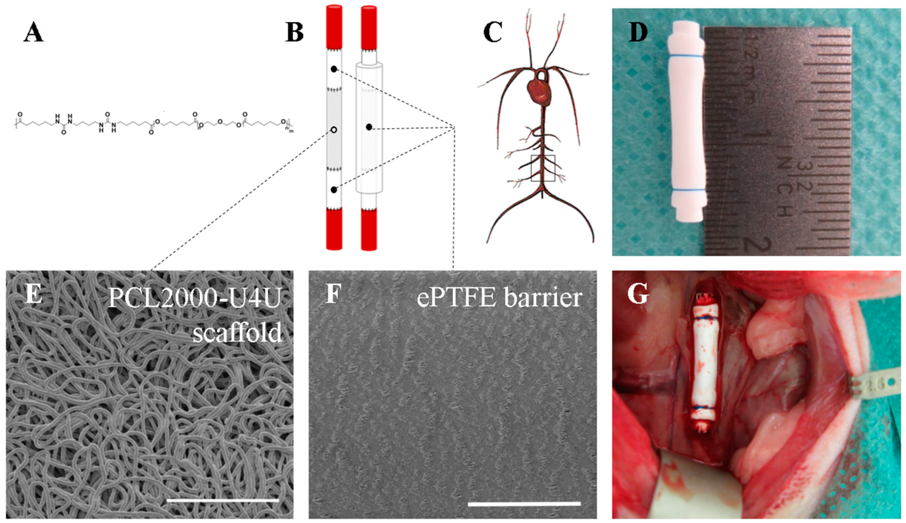Bioengineering 05 00061 g001