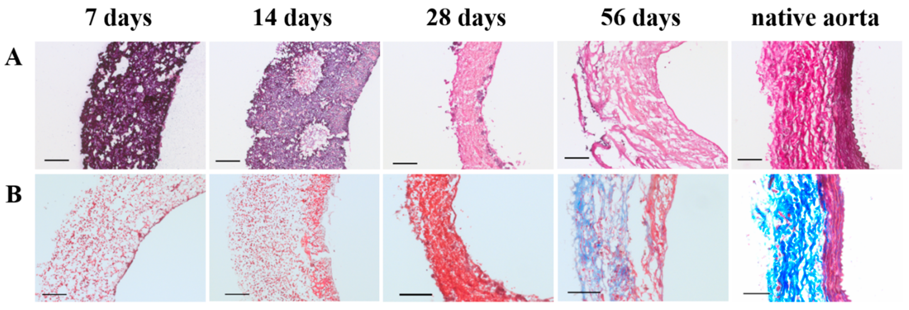 Bioengineering 05 00061 g006