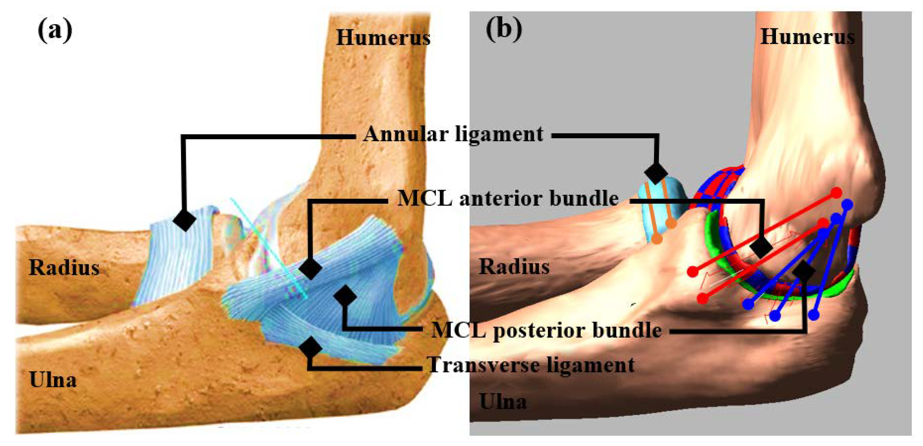 Ulnar collateral ligament