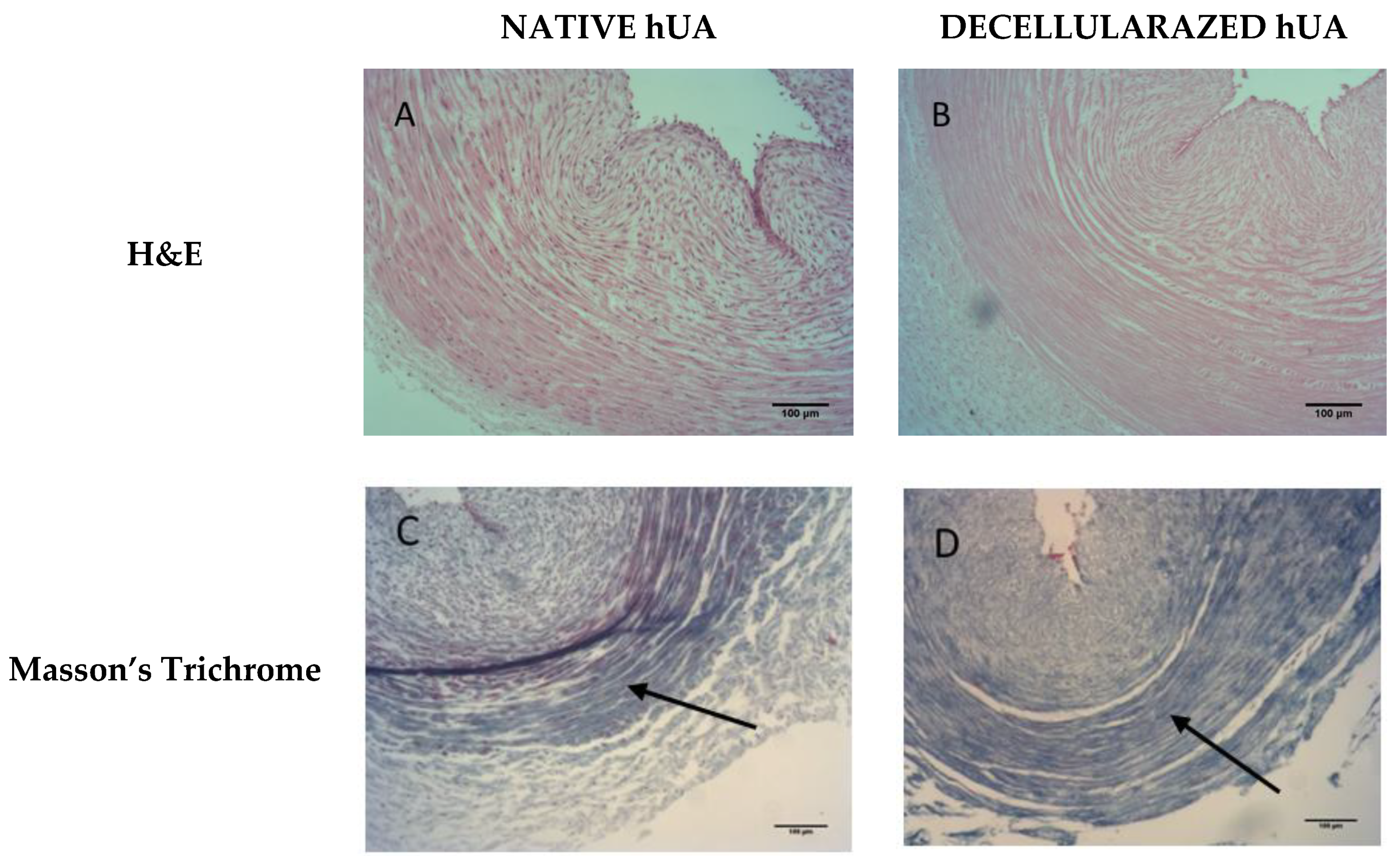 Bioengineering 05 00100 g001