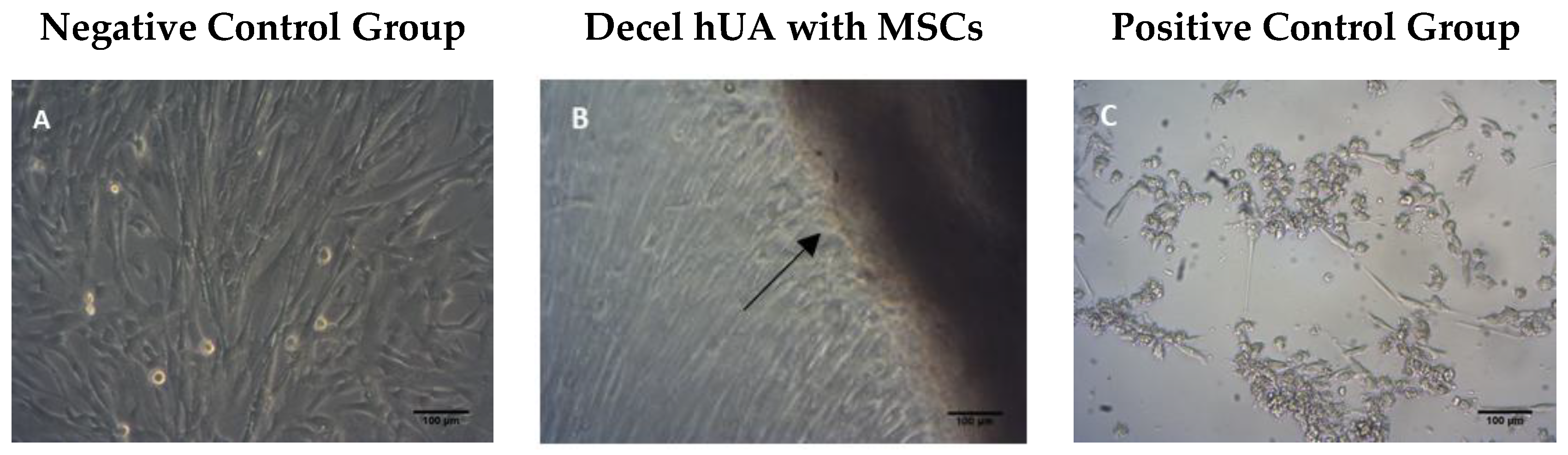 Bioengineering 05 00100 g002