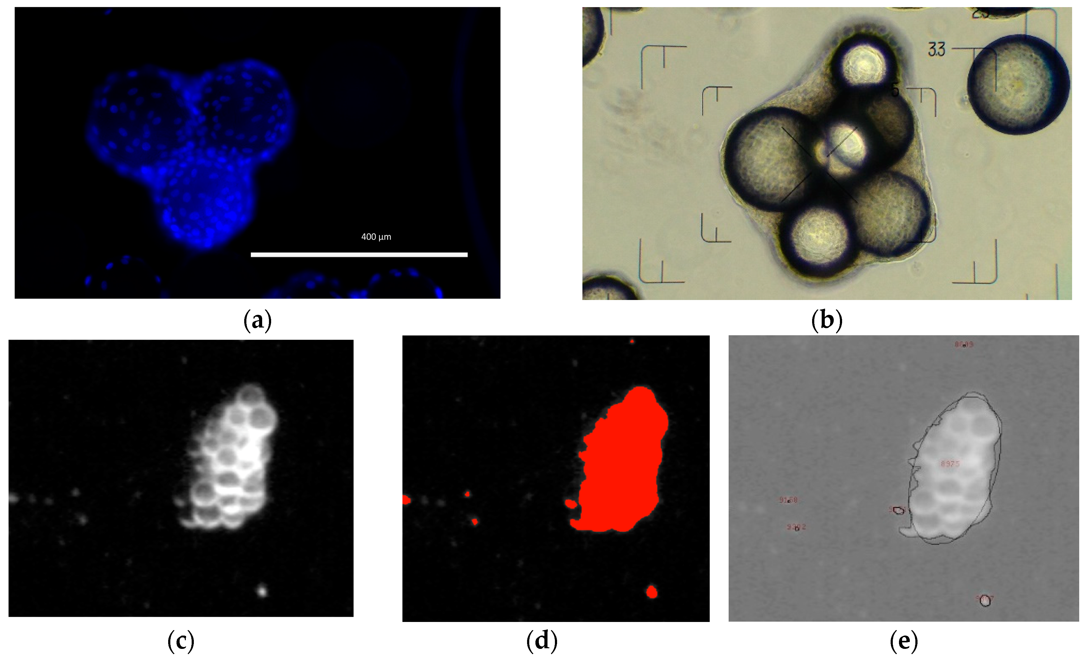 Bioengineering 05 00106 g005 Bioengineering 05 00106 g005