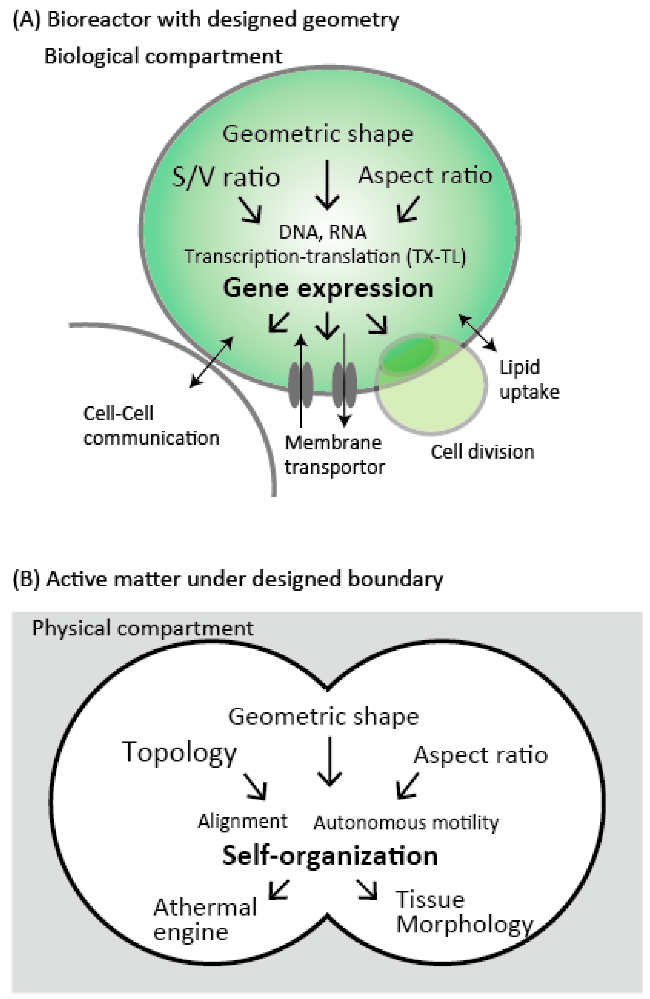 Bioengineering 05 00110 g005