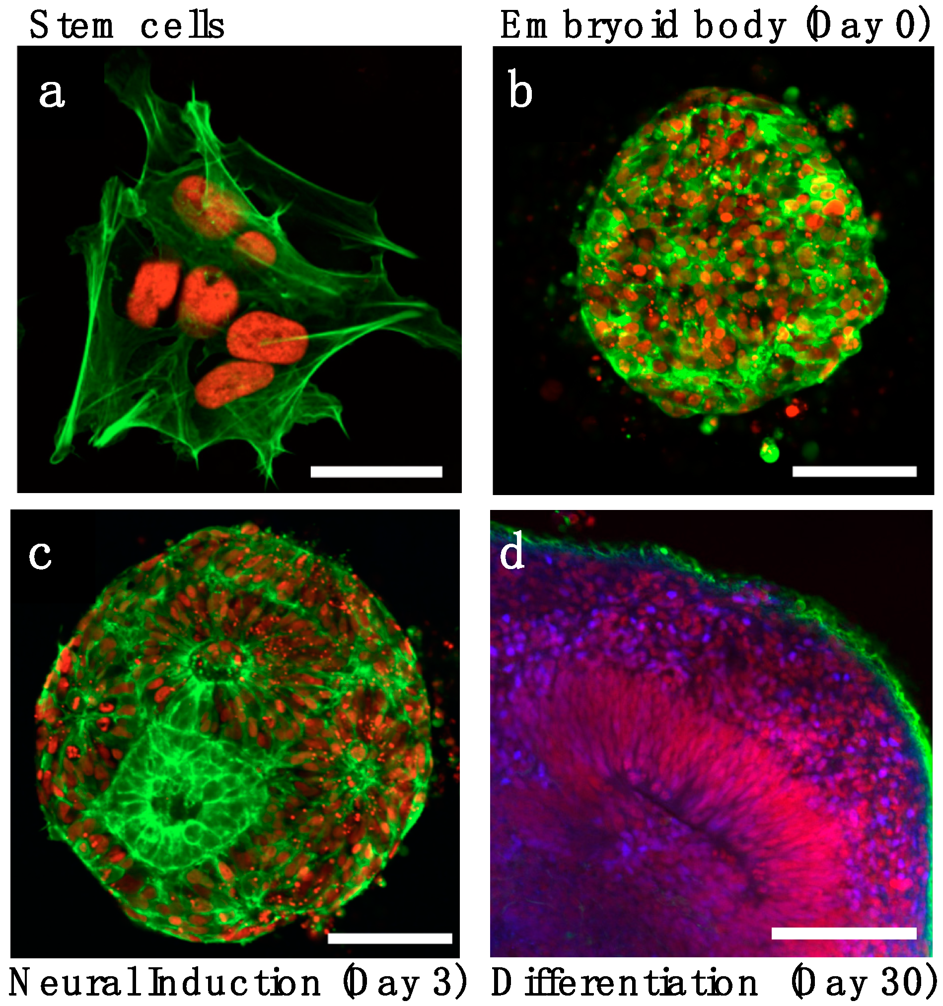 Bioengineering 06 00009 g001