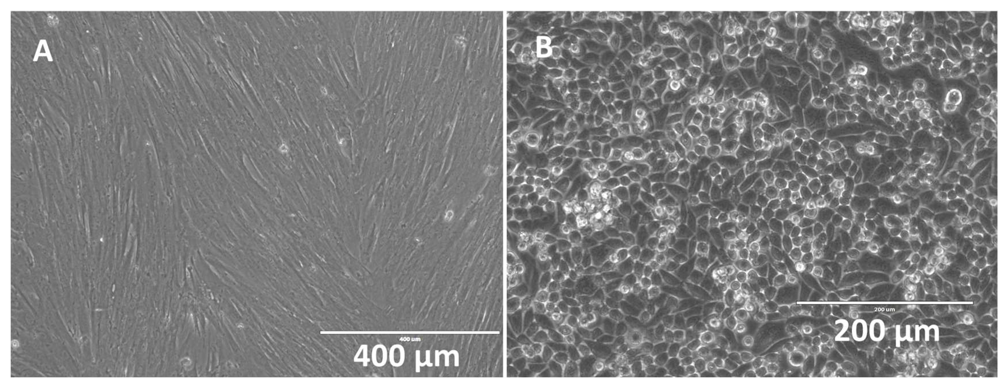 Bioengineering 06 00016 g005