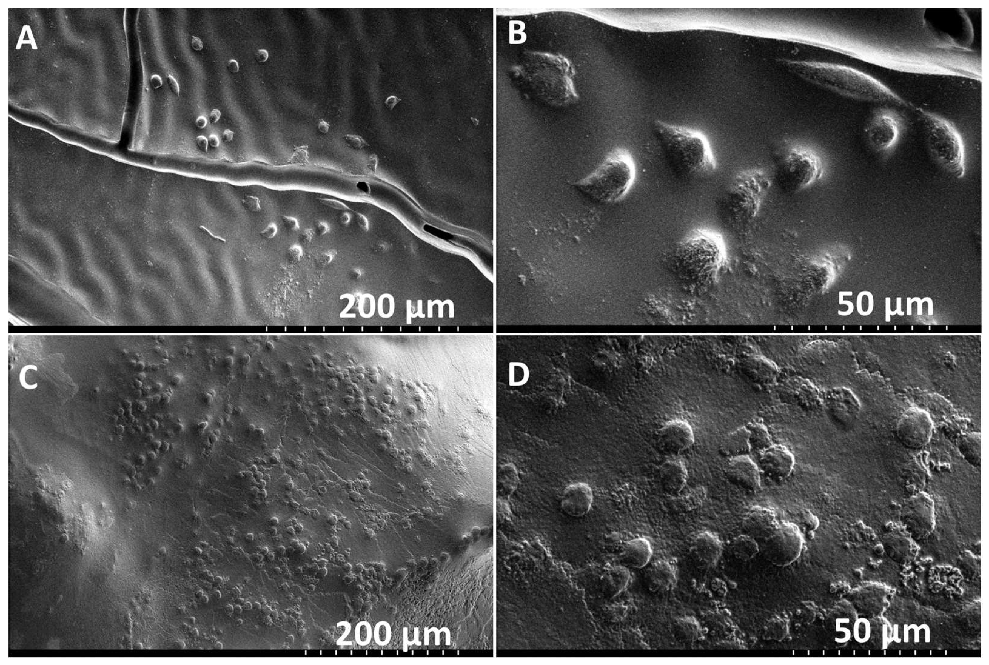 Bioengineering 06 00016 g008