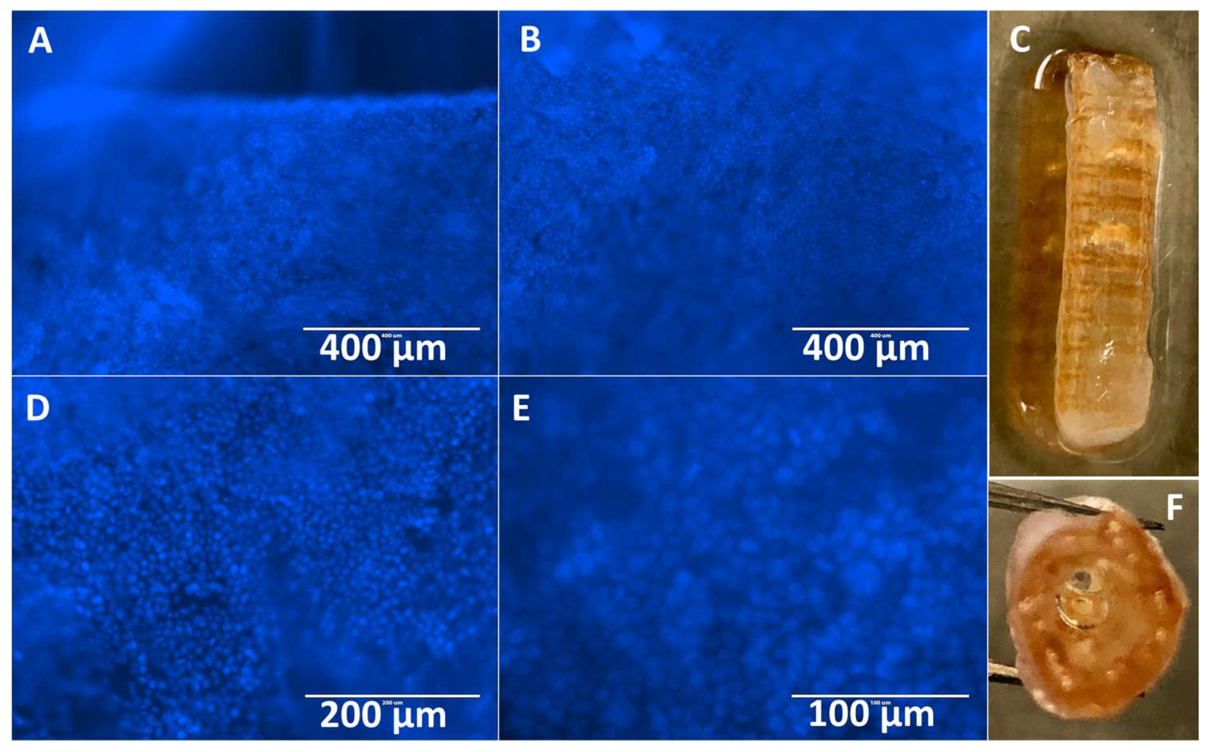 Bioengineering 06 00016 g009