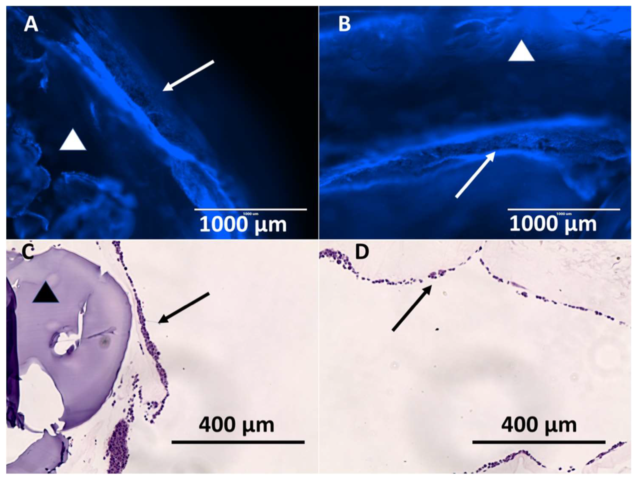 Bioengineering 06 00016 g010