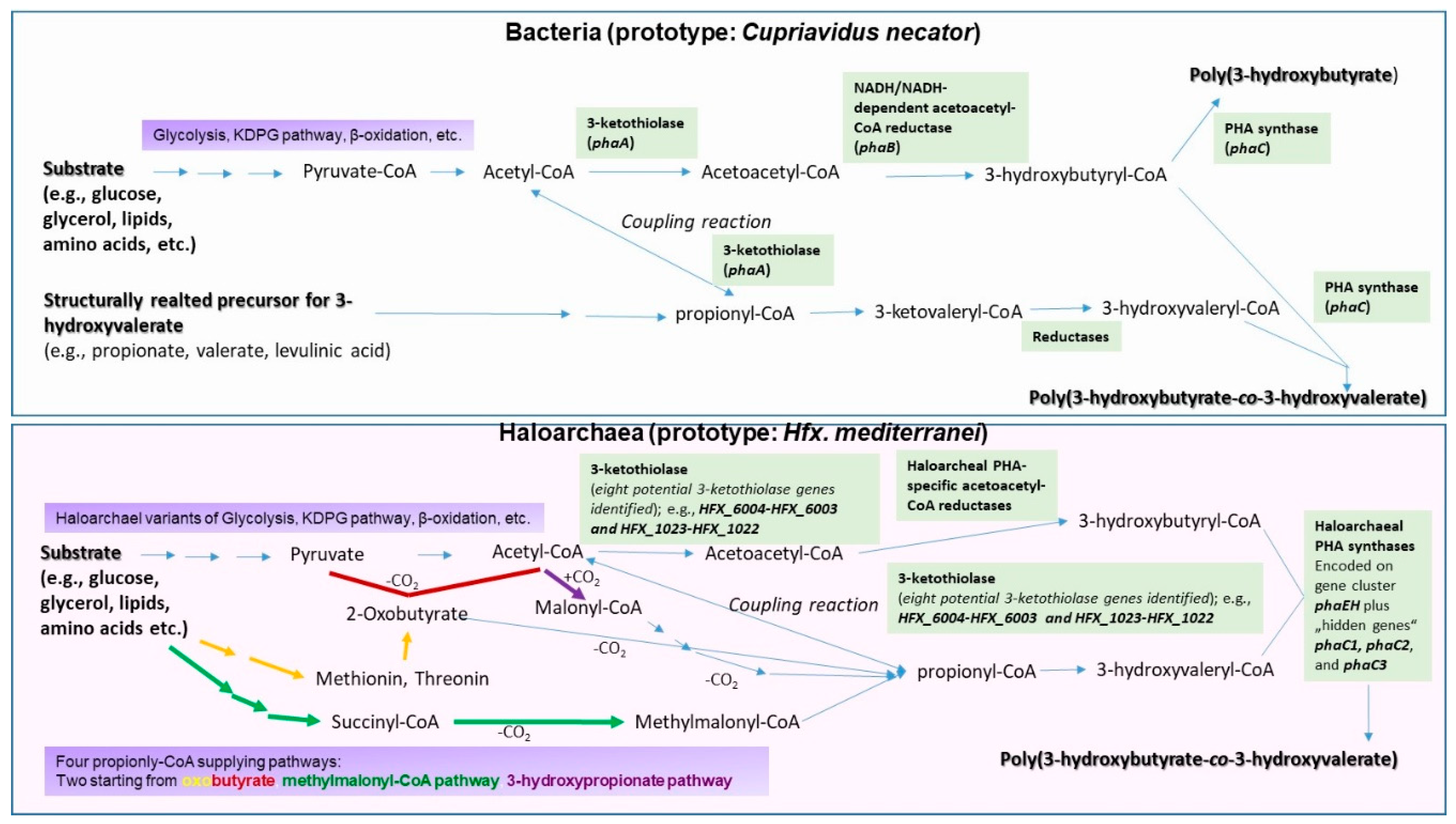 Bioengineering Free Full Text Polyhydroxyalkanoate Biosynthesis At The Edge Of Water Activity Haloarchaea As Biopolyester Factories Html