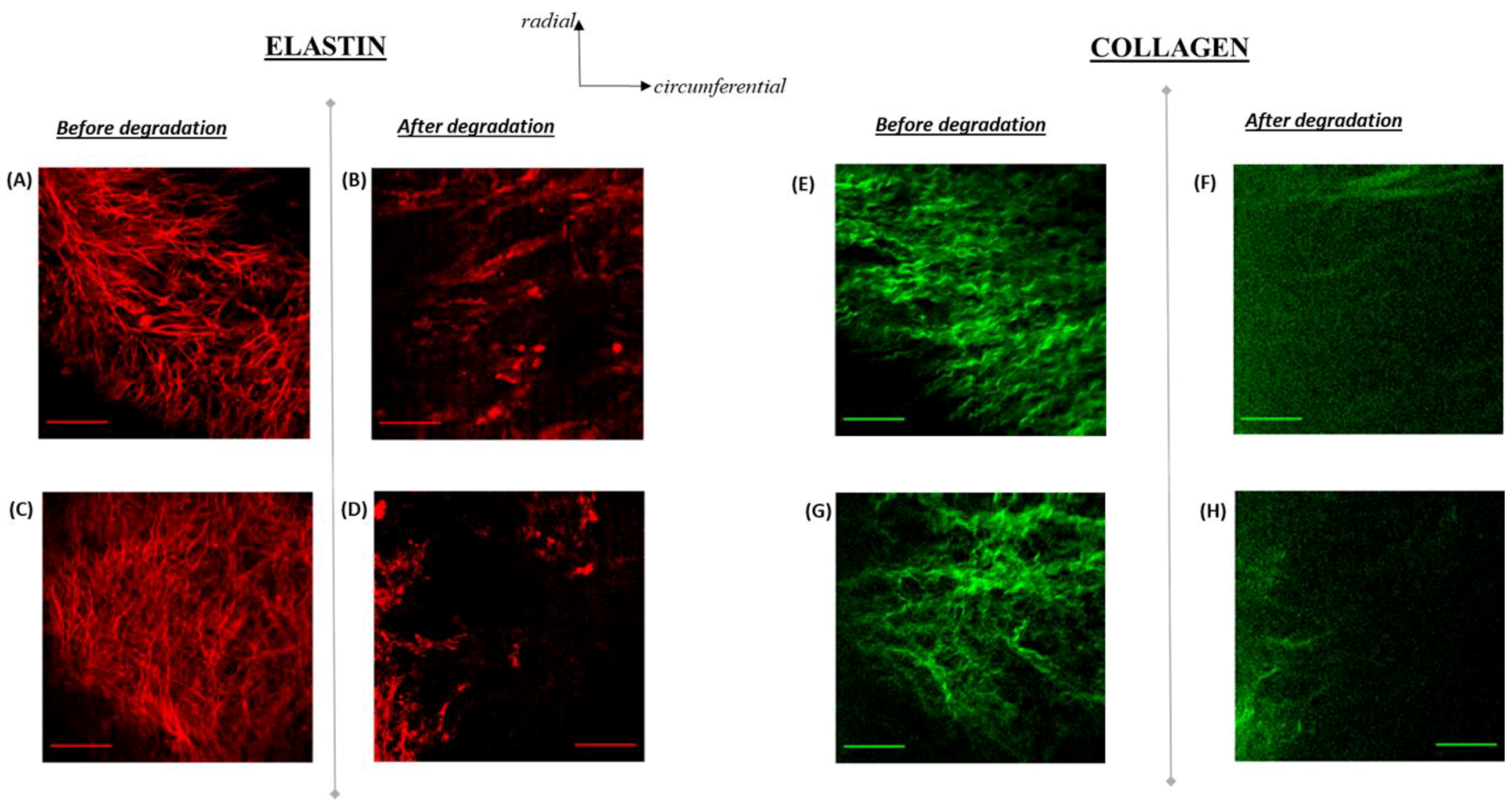 Bioengineering 06 00039 g004