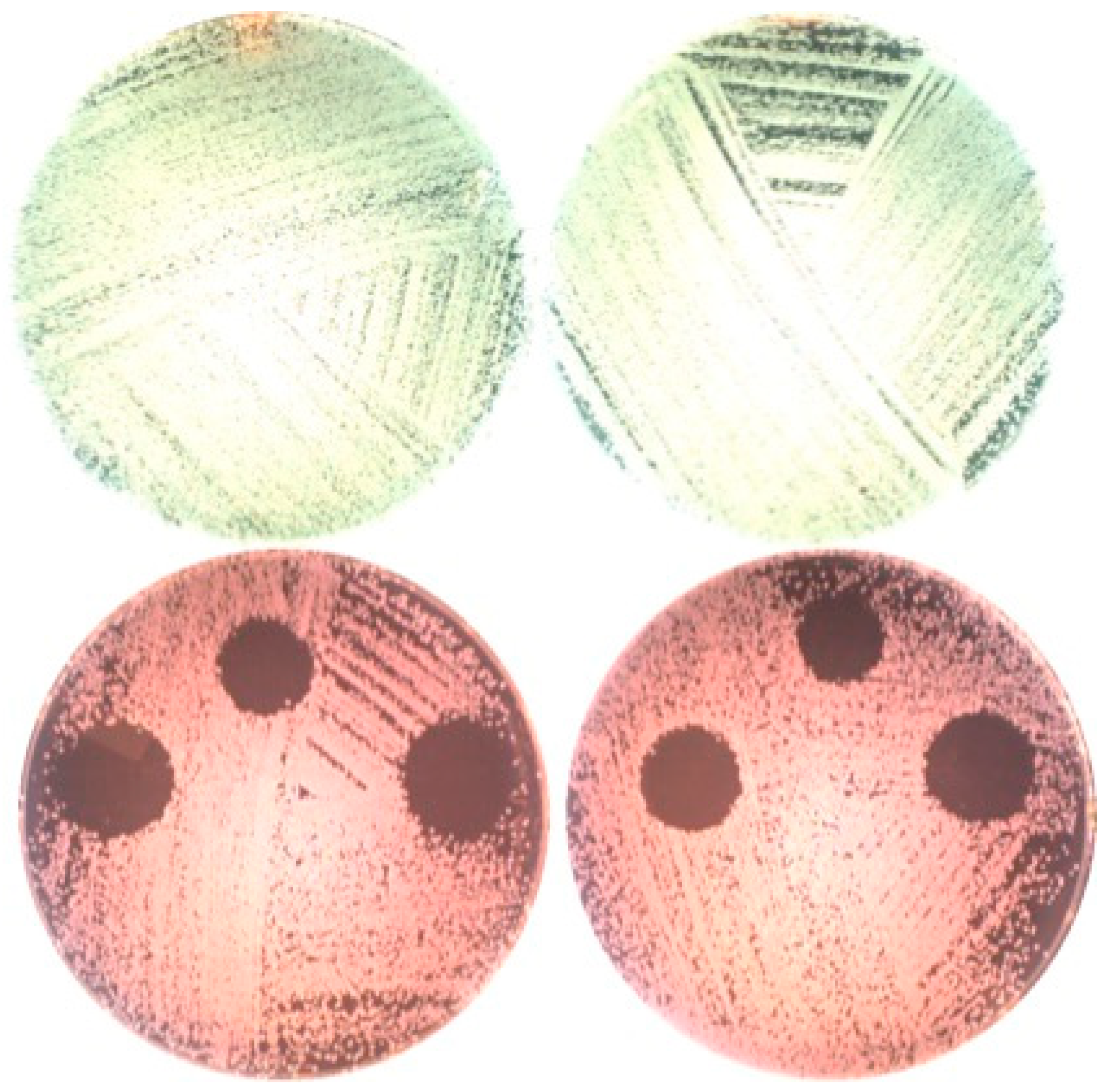 Bioengineering 06 00042 g004 550