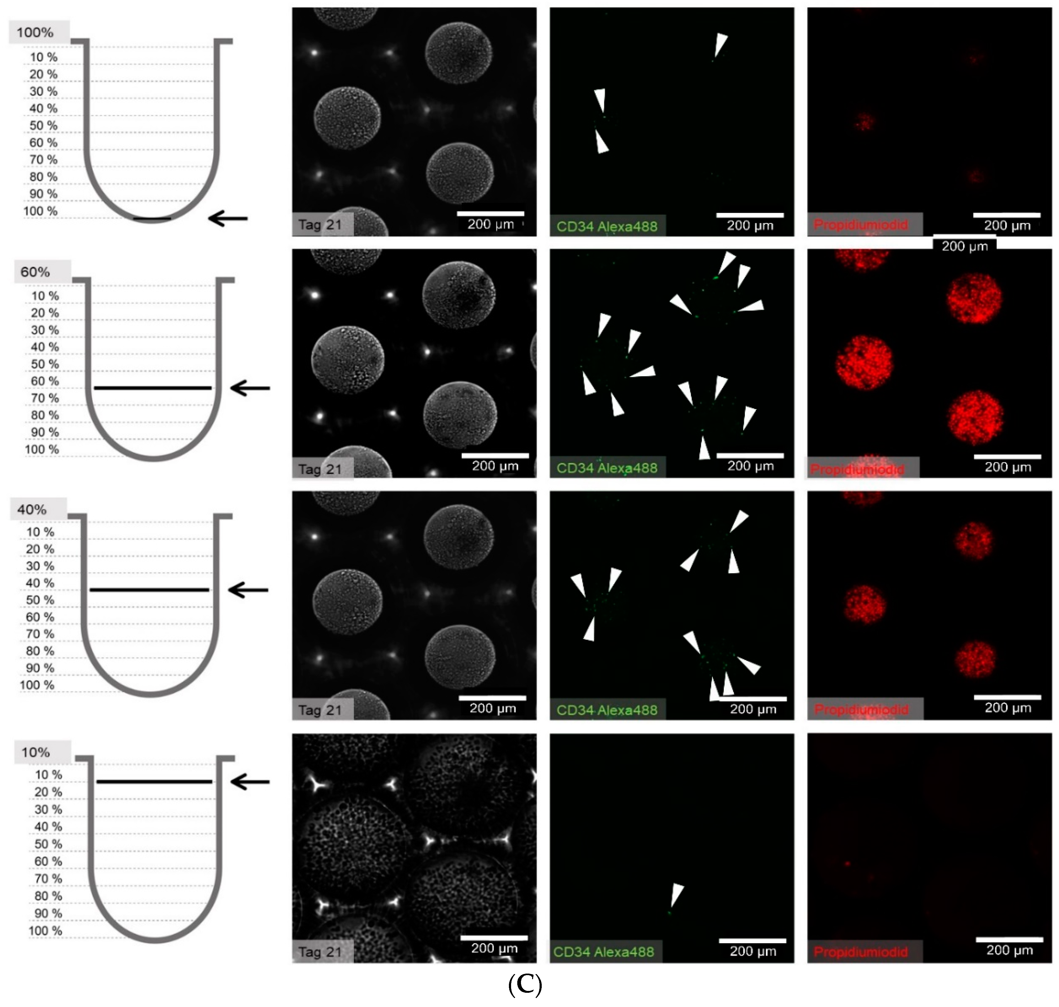Bioengineering 06 00050 g008c