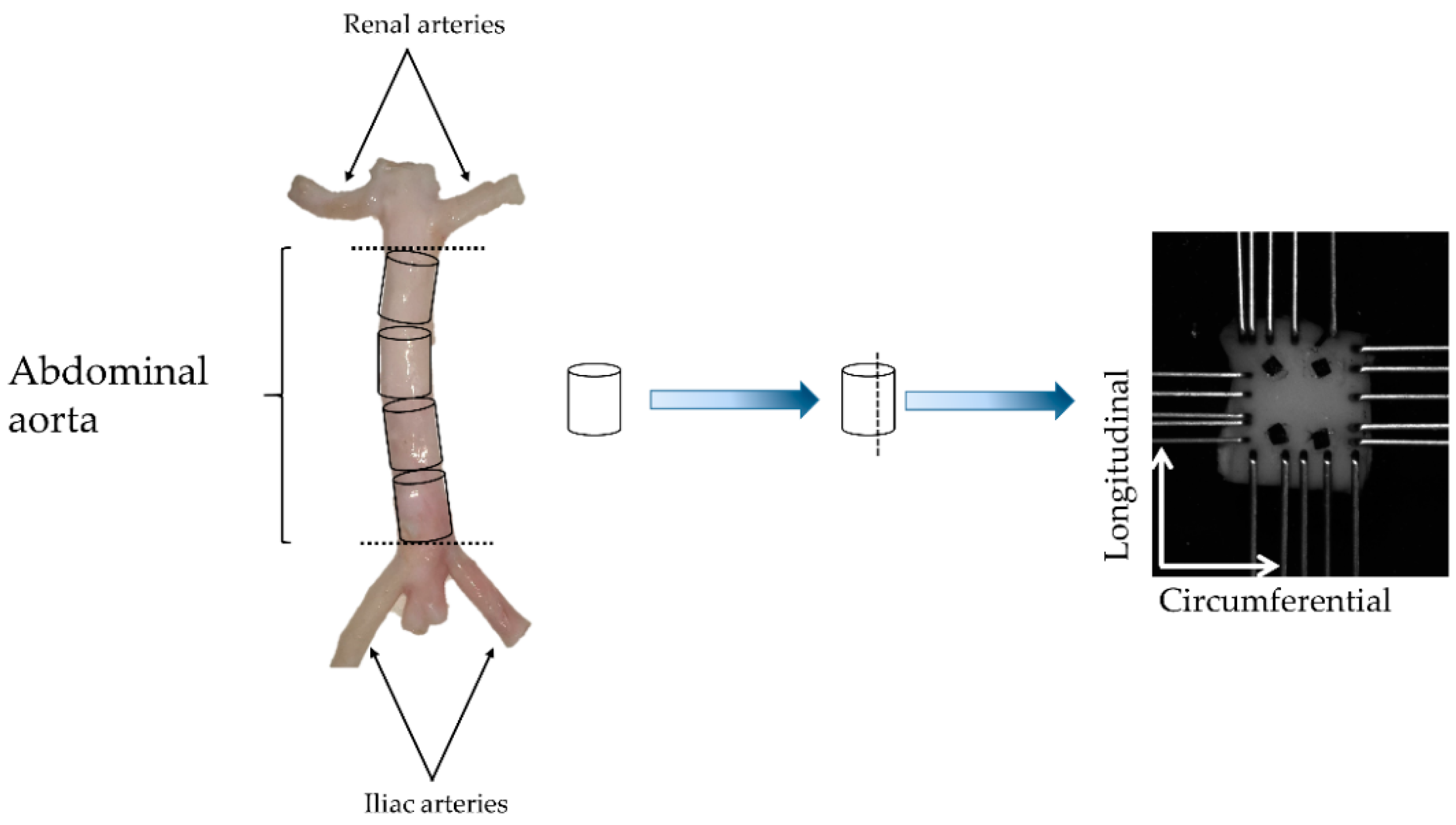 Bioengineering 06 00058 g001